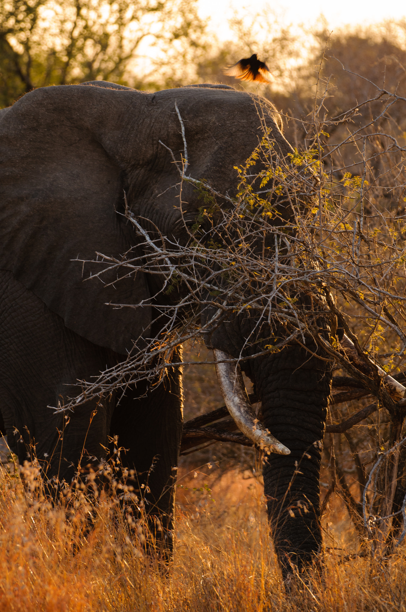 Nikon D300 sample photo. Elephant in the evening sun photography