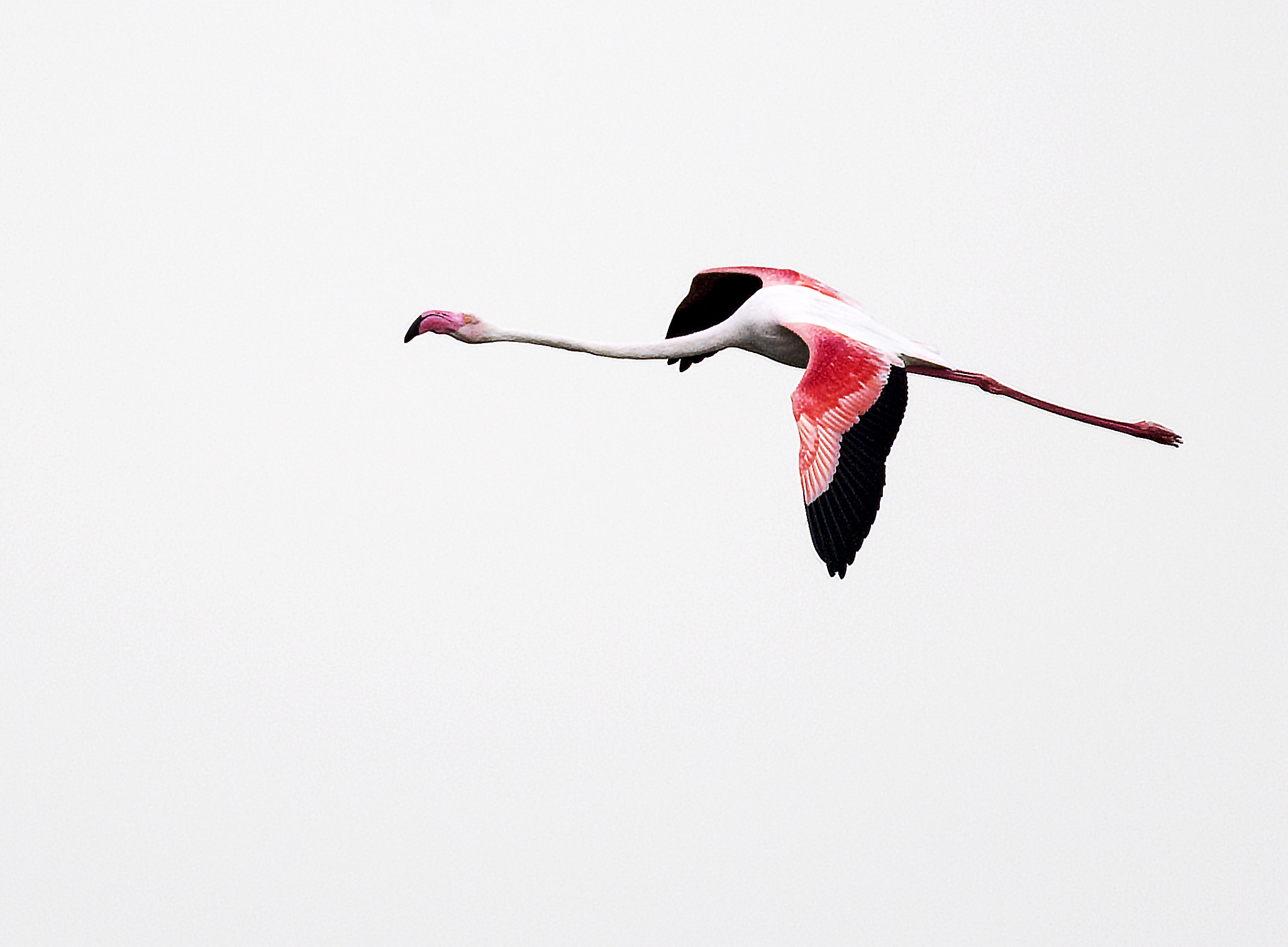 Nikon D5 + Nikon AF-S Nikkor 200-500mm F5.6E ED VR sample photo. Flamingoflying photography