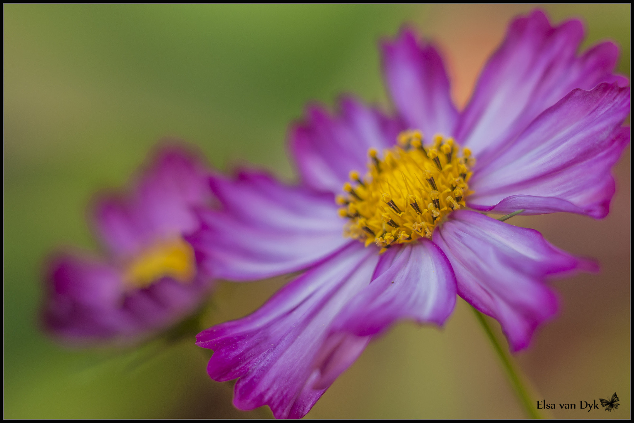 Nikon D300 sample photo. Cosmos photography