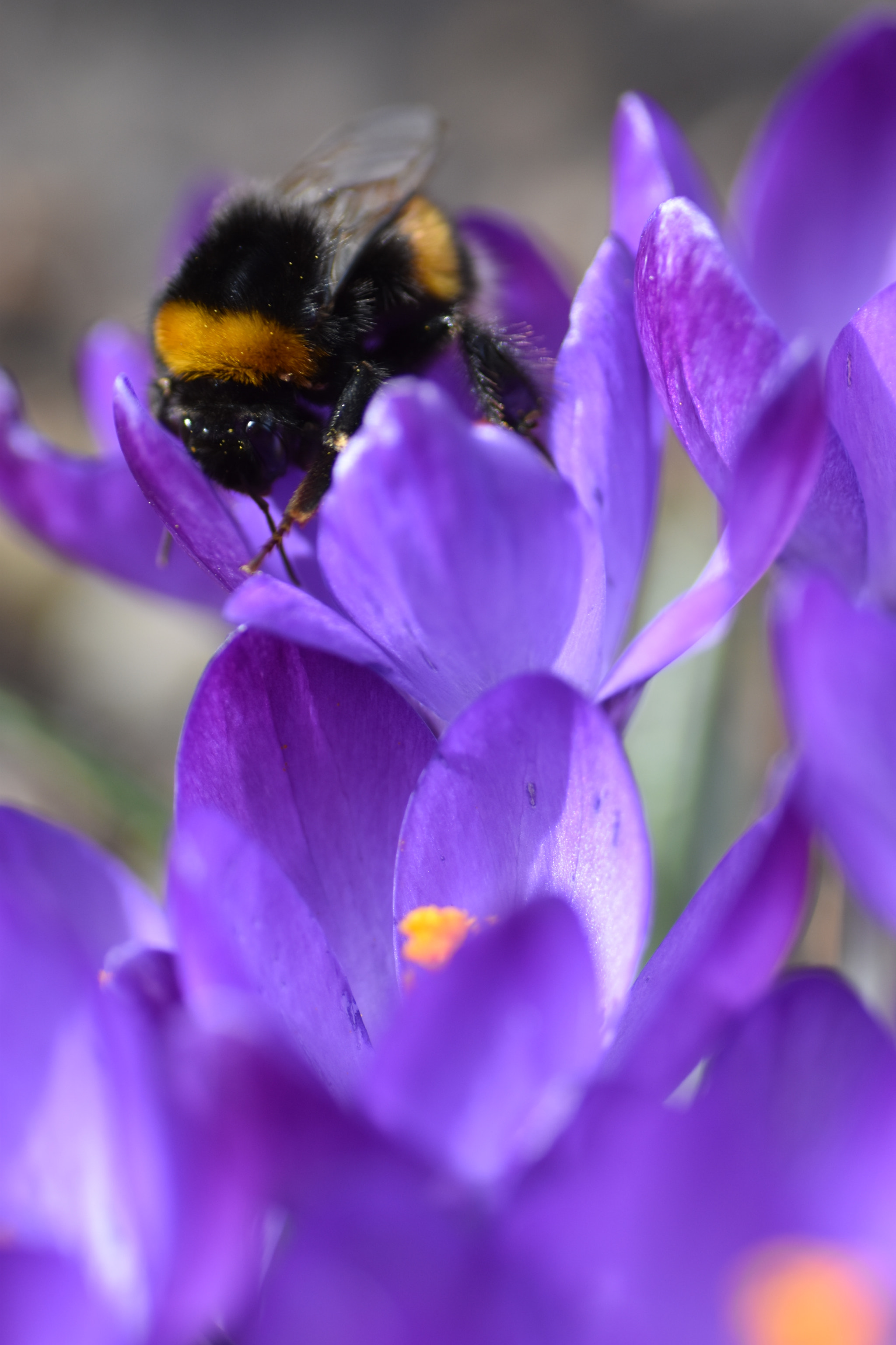 Nikon D5500 sample photo. Hummel im krokus photography