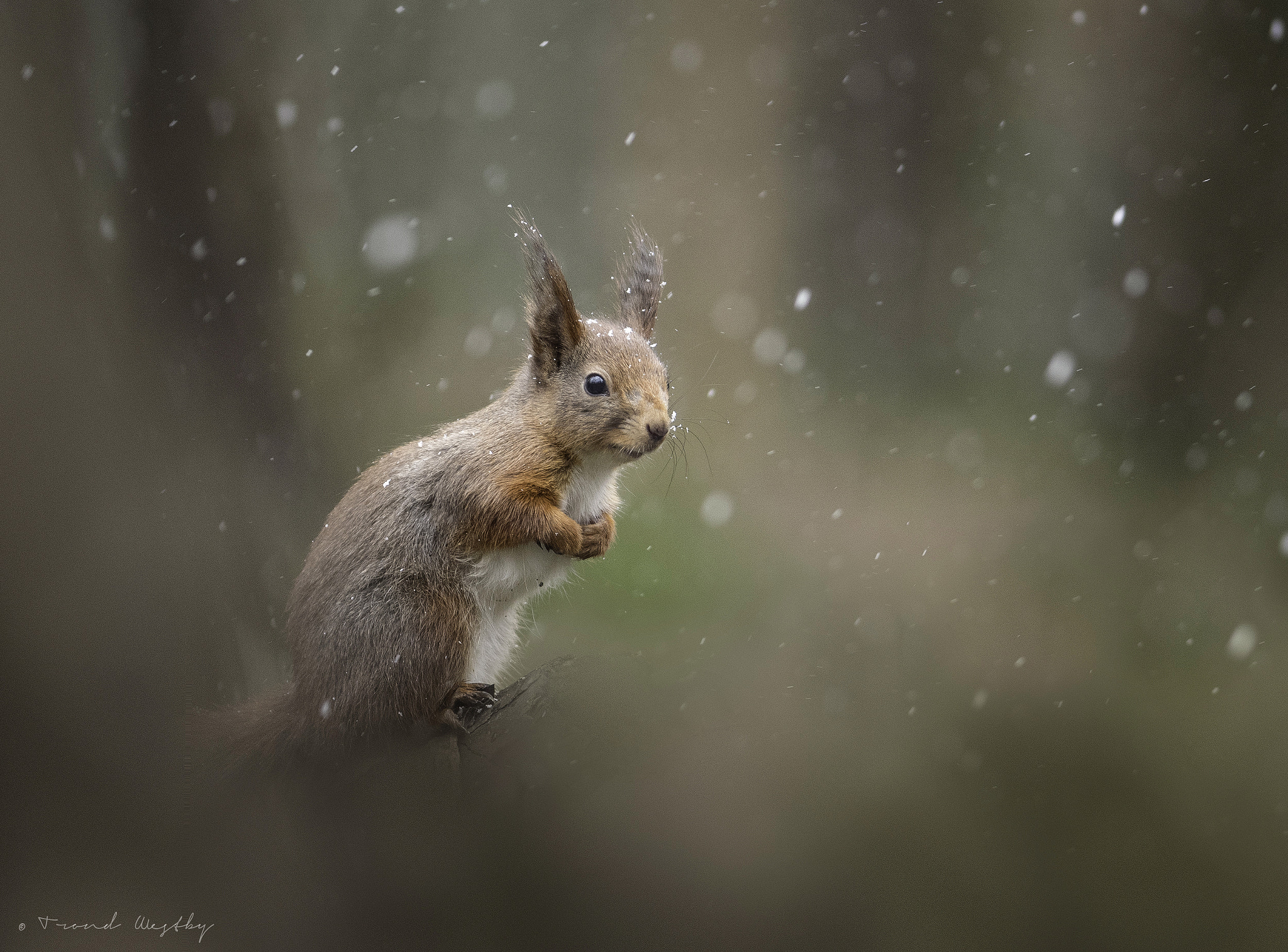 Nikon AF-S Nikkor 300mm F2.8G ED VR II sample photo. Red squirrel photography