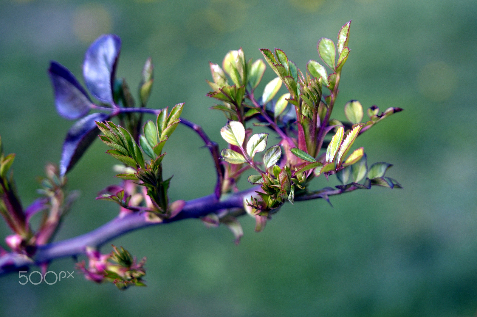 Sigma 28-300mm F3.5-6.3 DG Macro sample photo. Surreal photography