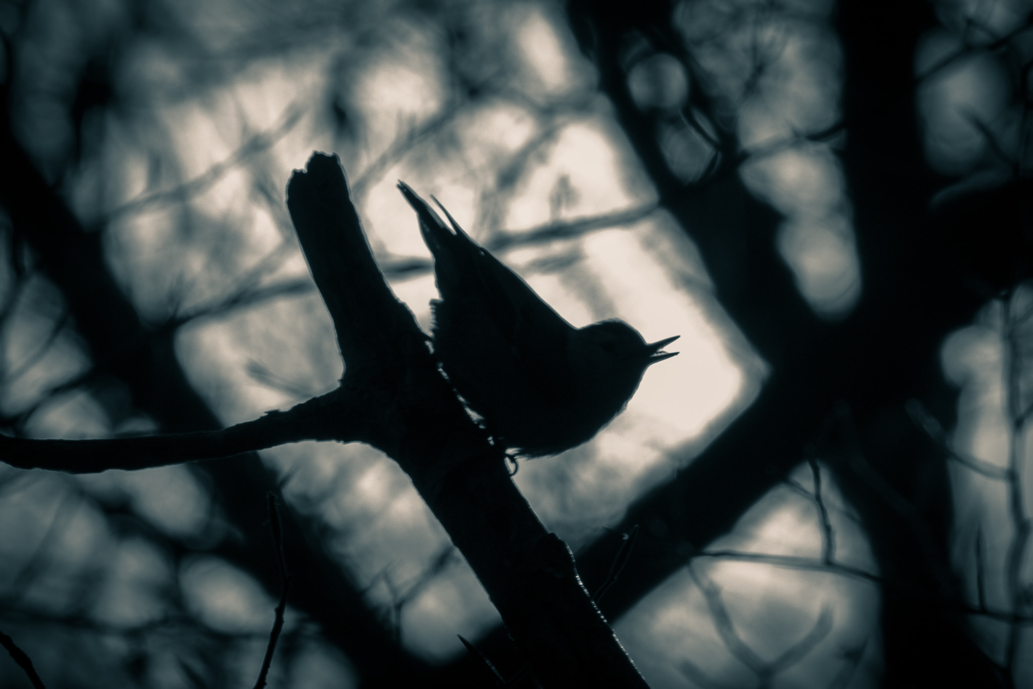 Canon EF-S 55-250mm F4-5.6 IS STM sample photo. Silhouette photography