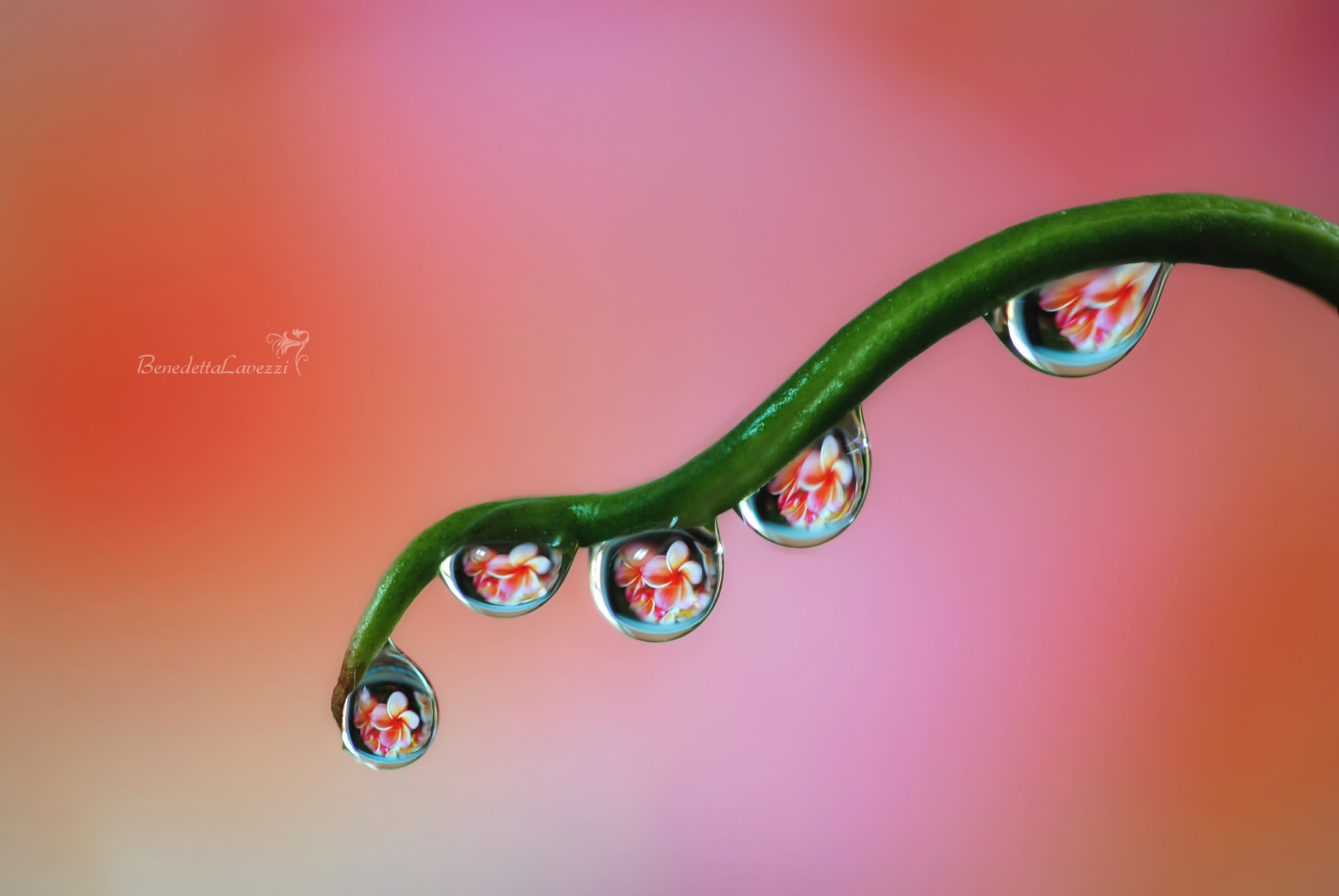 Sigma 105mm F2.8 EX DG OS HSM sample photo. Tropical photography