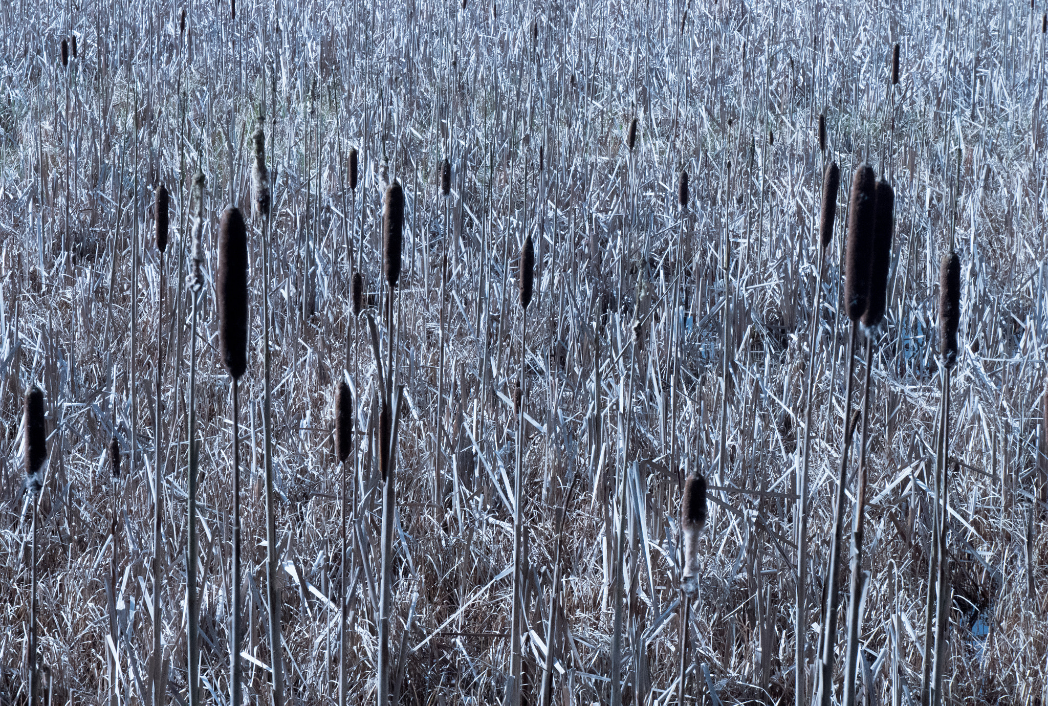 Panasonic Lumix DMC-GX8 sample photo. Reed beds photography