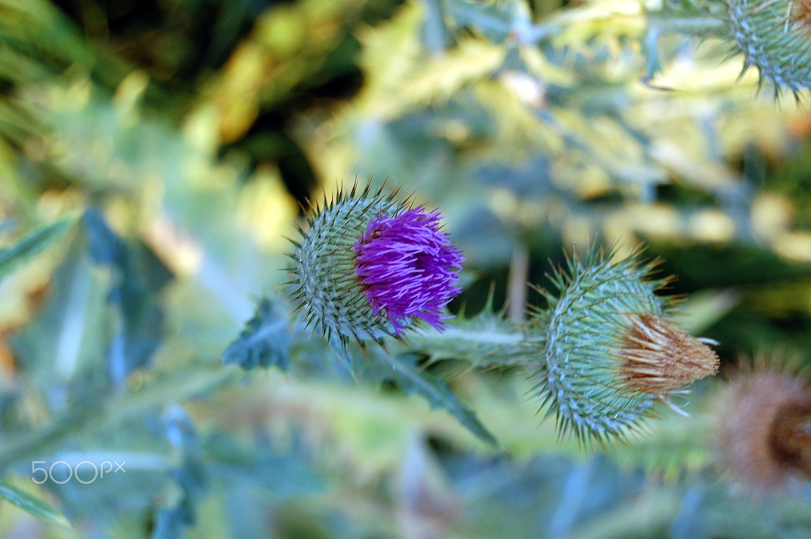 Nikon D50 sample photo. Cactus2 photography