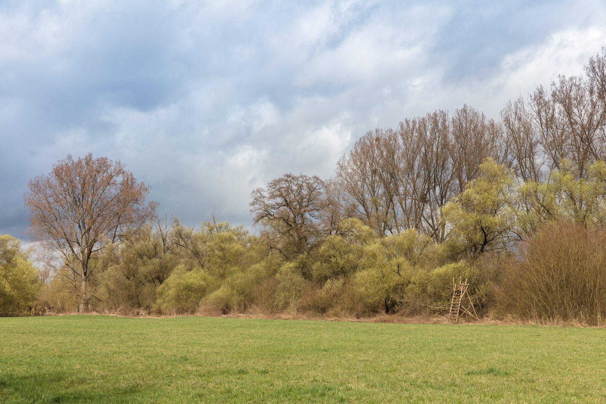 Canon EOS 5DS sample photo. Trees photography