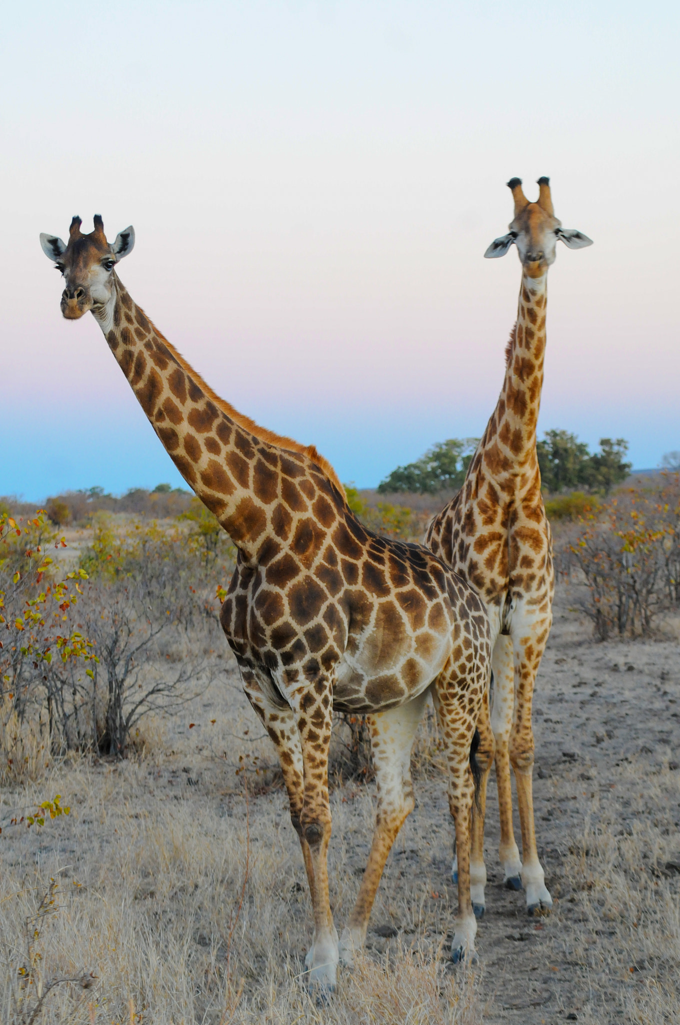 Nikon D300 sample photo. Giraffes in the dawn photography