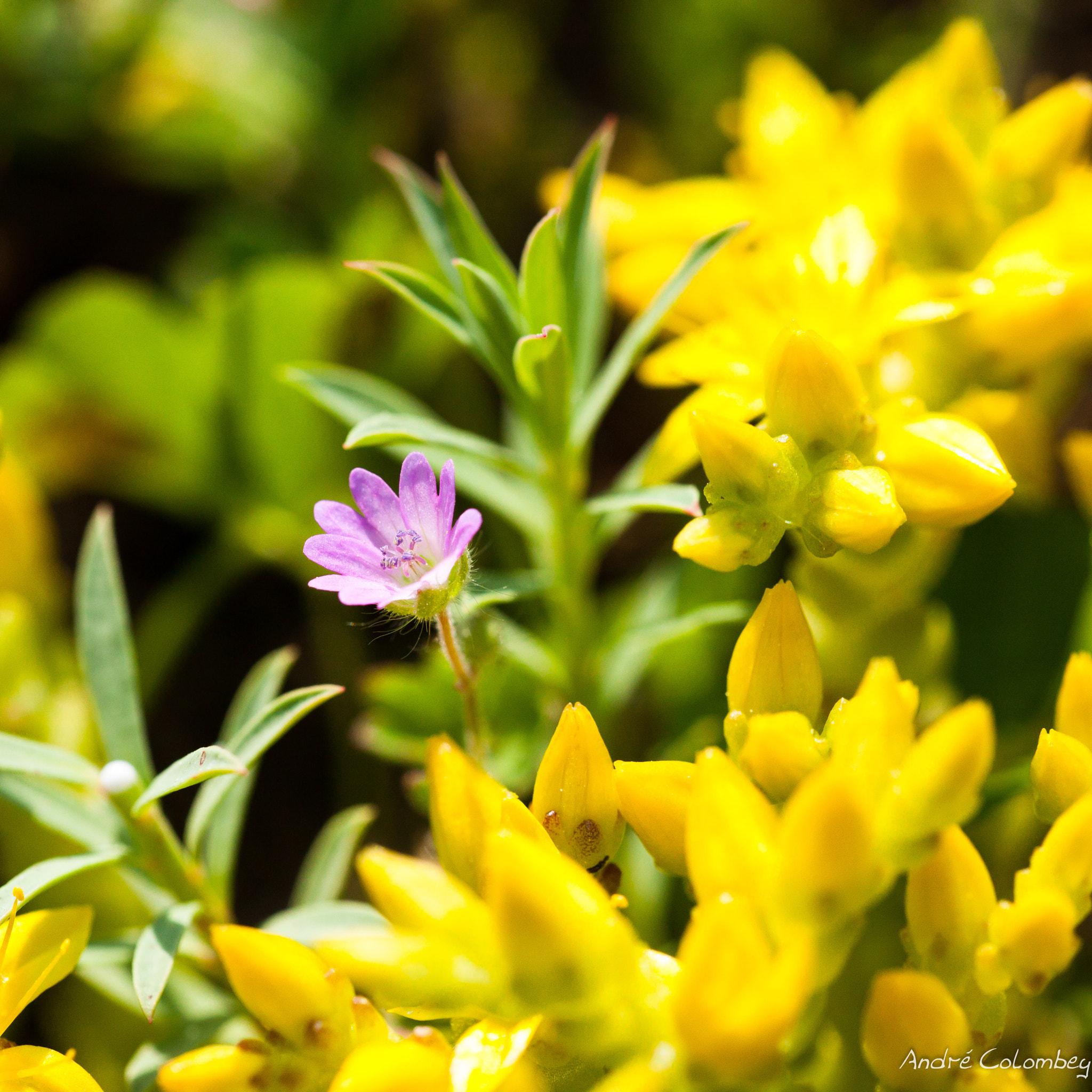 Sigma 150mm f/2.8 EX DG OS HSM APO Macro sample photo. Mini purple photography