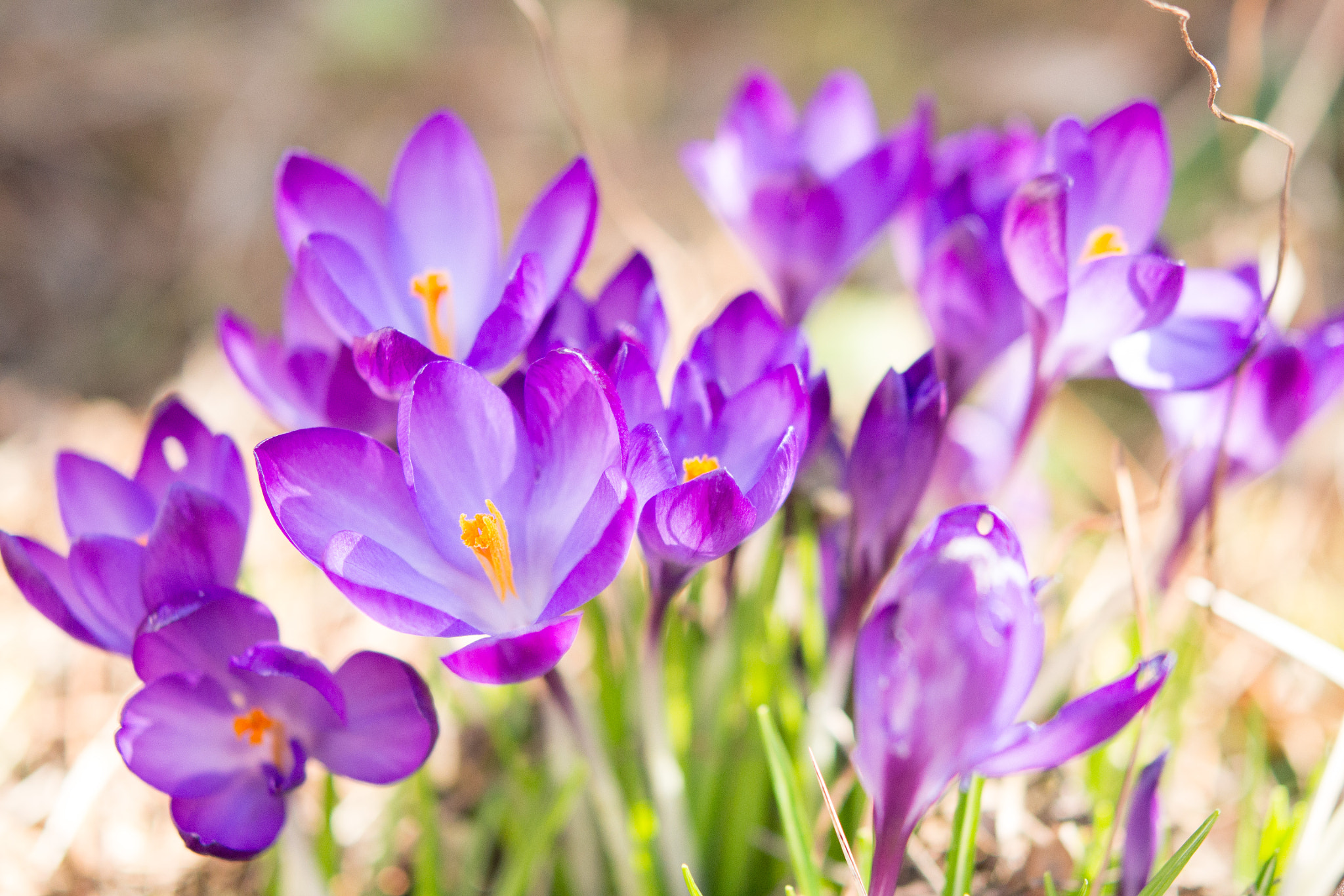 Nikon D3100 + Nikon AF-S Micro-Nikkor 60mm F2.8G ED sample photo. Springtime photography