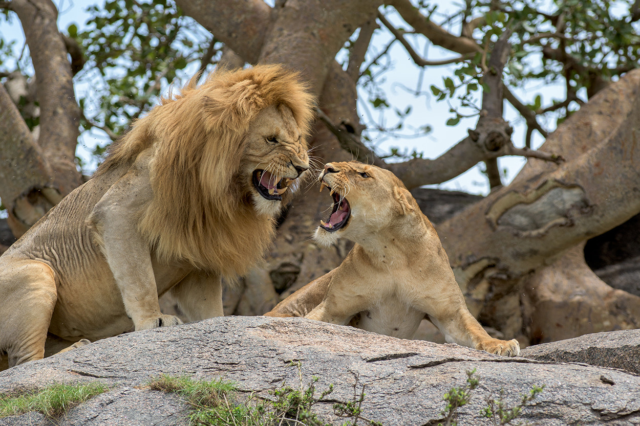Nikon AF-S Nikkor 300mm F2.8G ED VR II sample photo. Lions photography