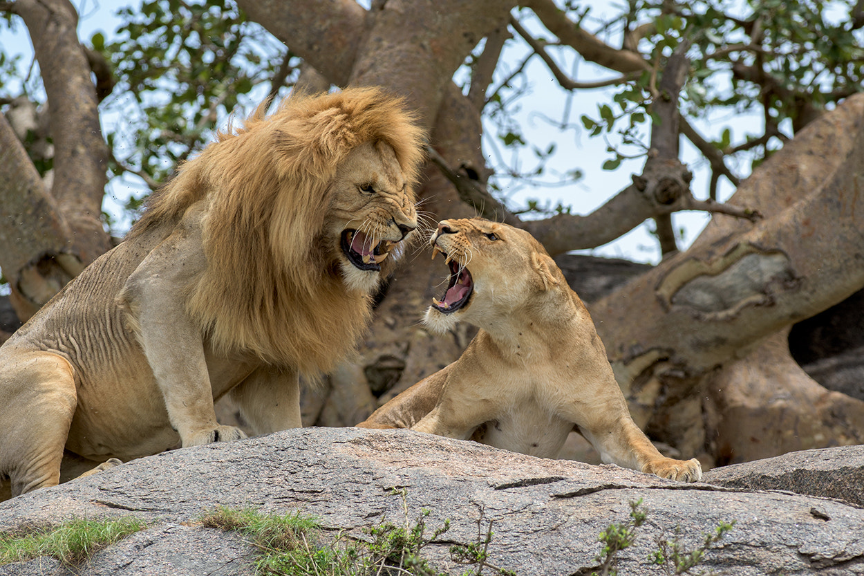 Nikon D810 + Nikon AF-S Nikkor 300mm F2.8G ED VR II sample photo. Lions photography