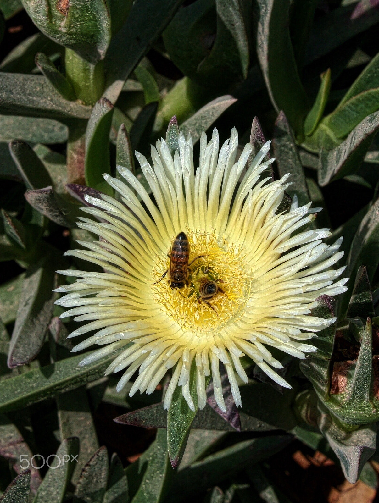 Canon EF-S 18-55mm F3.5-5.6 sample photo. Bees in flower photography