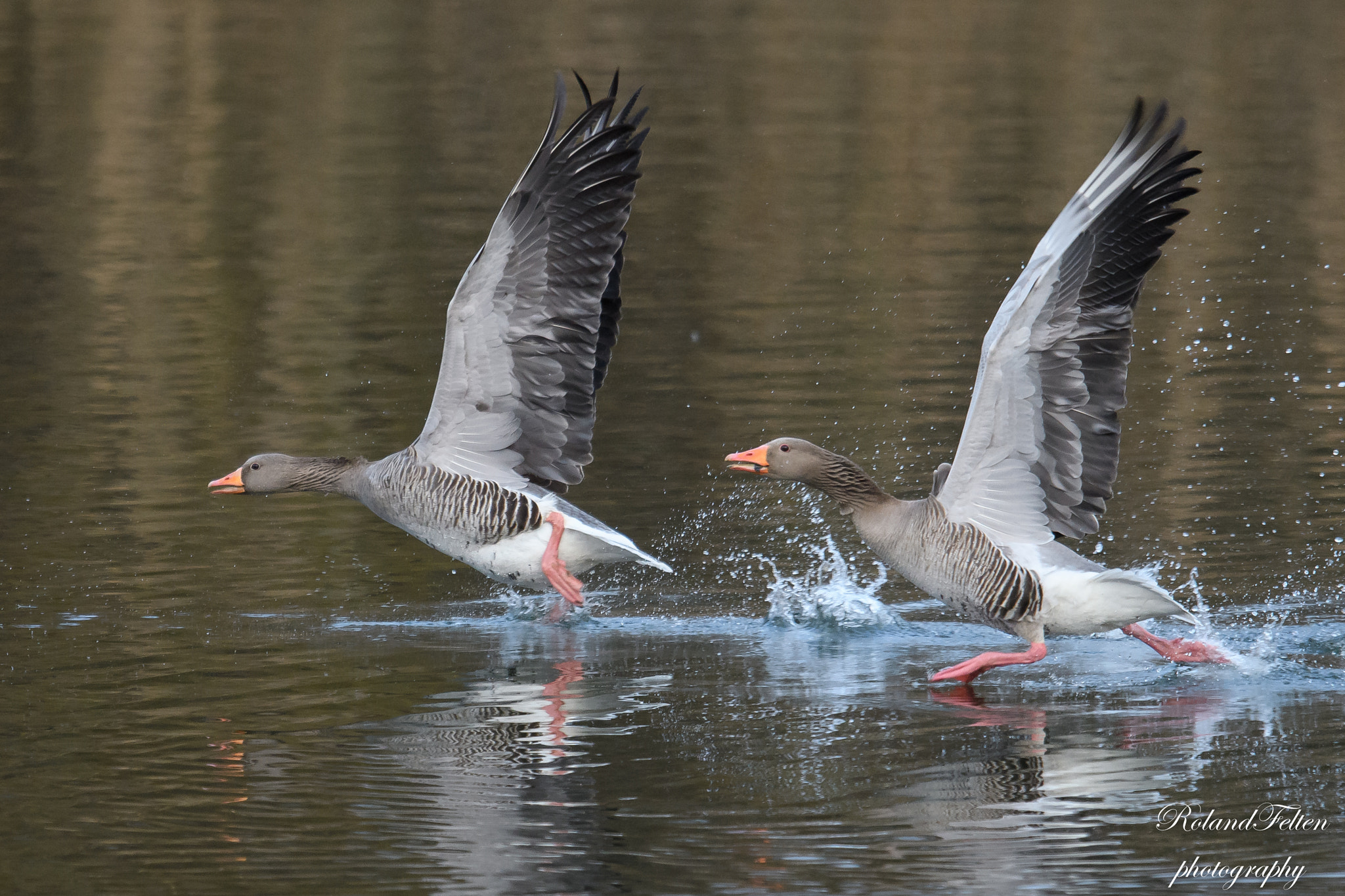 Nikon D500 + Nikon AF-S Nikkor 600mm F4G ED VR sample photo. Greylag geese photography