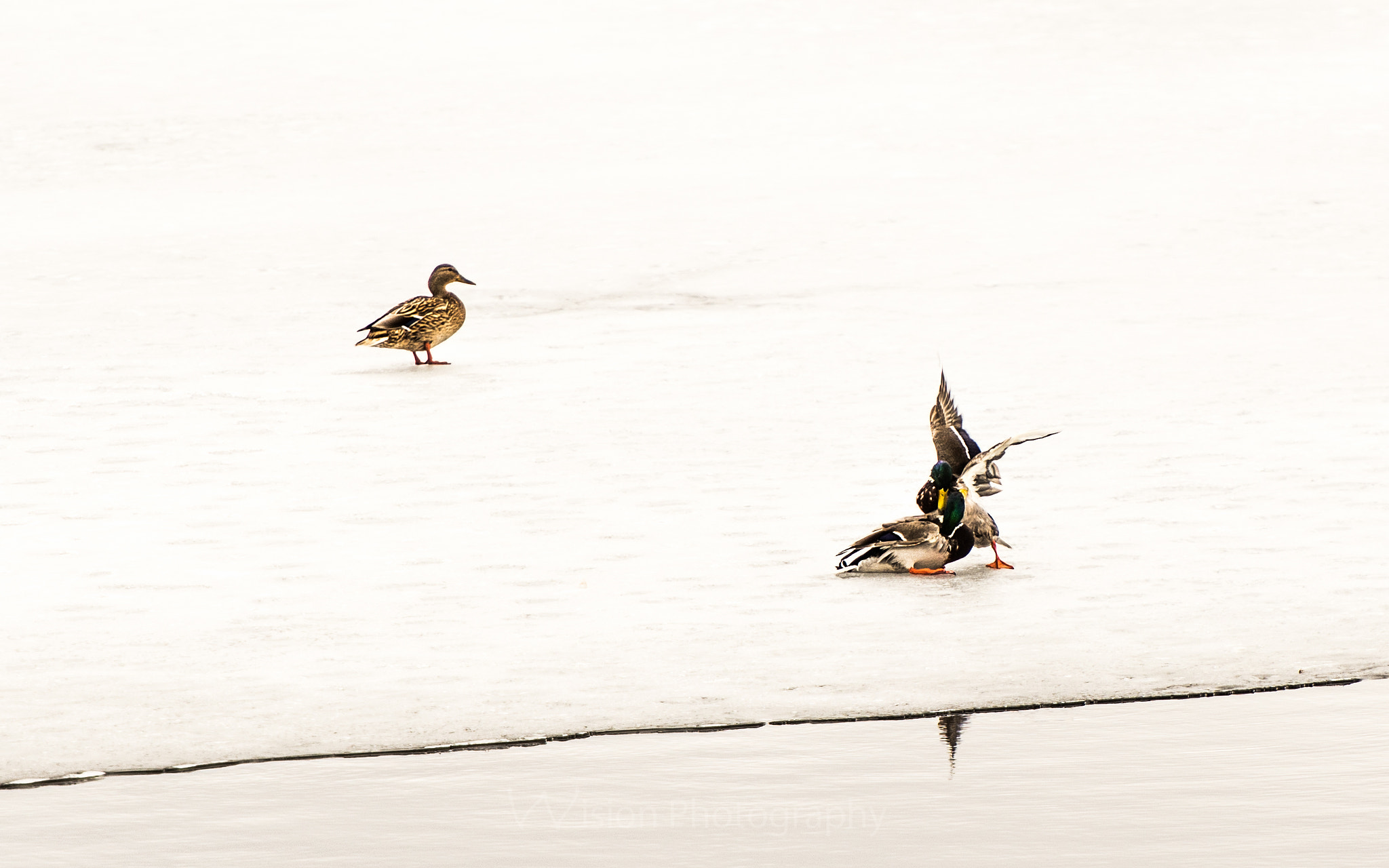 Nikon AF-S Nikkor 70-200mm F2.8G ED VR II sample photo. Fighting ducks photography