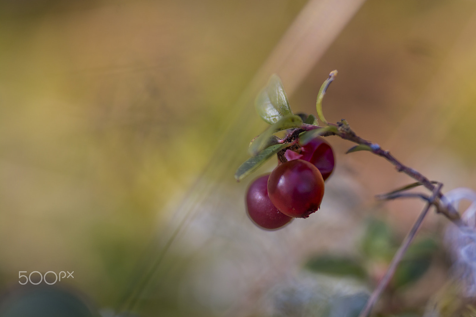 Nikon D7100 sample photo. Berries photography
