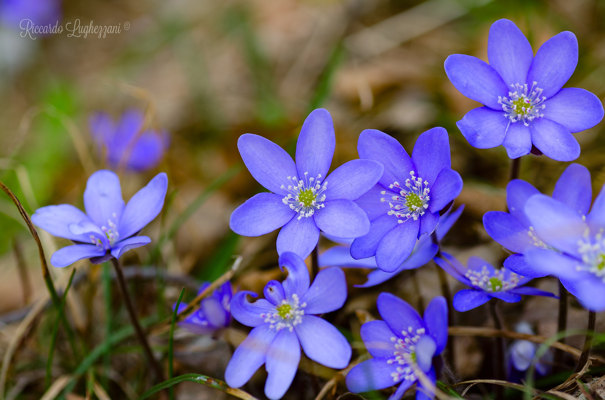 Nikon D5100 + Tamron SP 90mm F2.8 Di VC USD 1:1 Macro sample photo. Spring is coming photography