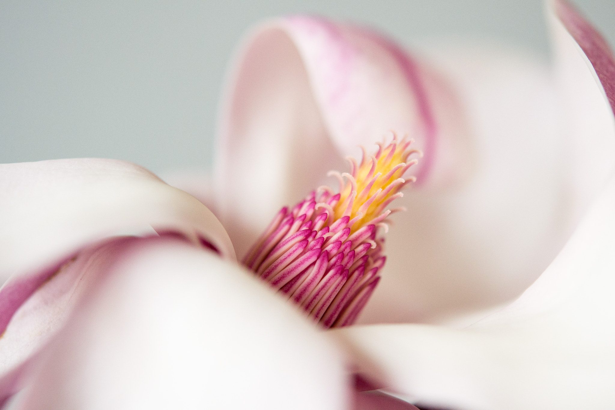 Nikon AF-S Micro-Nikkor 60mm F2.8G ED sample photo. Magnolia photography