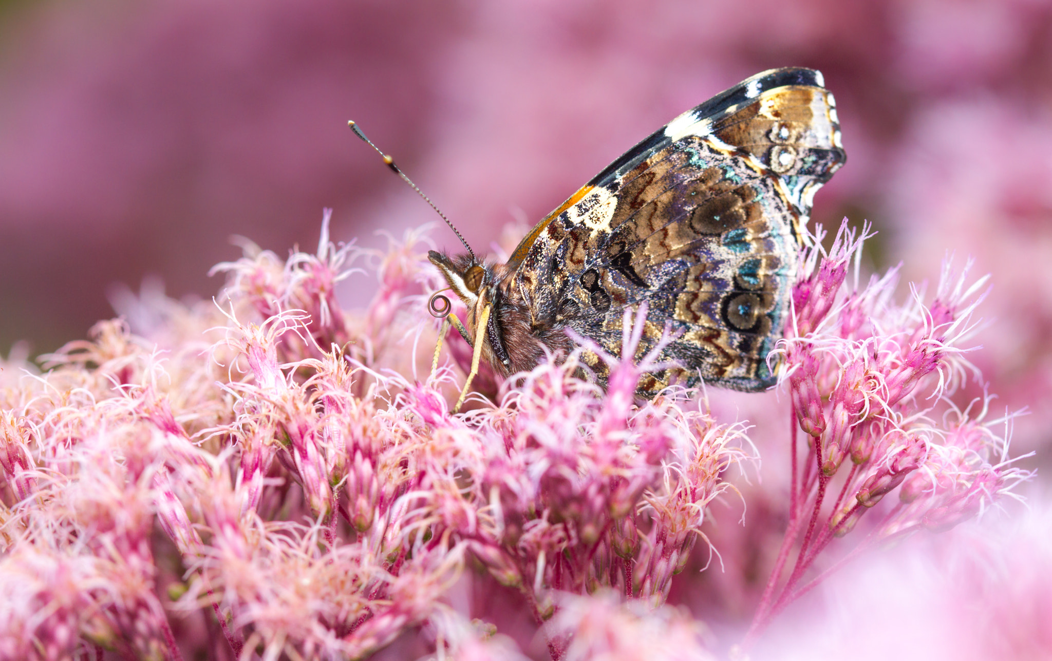 Canon EF 100mm F2.8 Macro USM sample photo. Red admiral (vanessa atalanta) photography