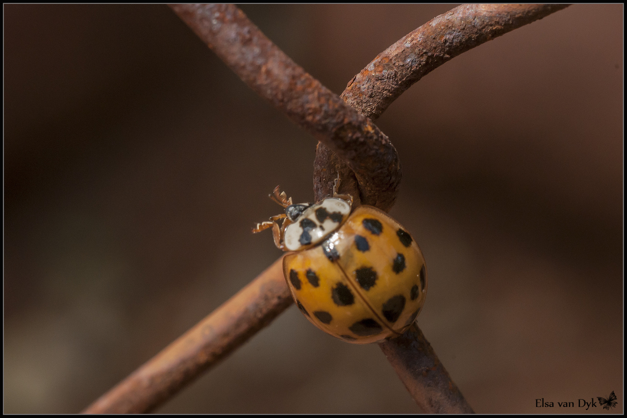 Nikon D300 + Nikon AF Nikkor 50mm F1.8D sample photo. Ladybug? photography