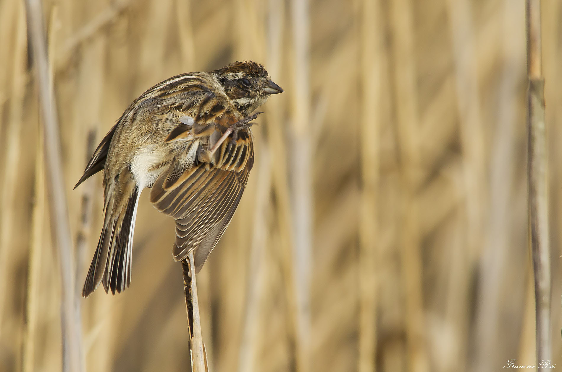 Sigma 150-500mm F5-6.3 DG OS HSM sample photo. Reed bunting, migliarino di palude  photography