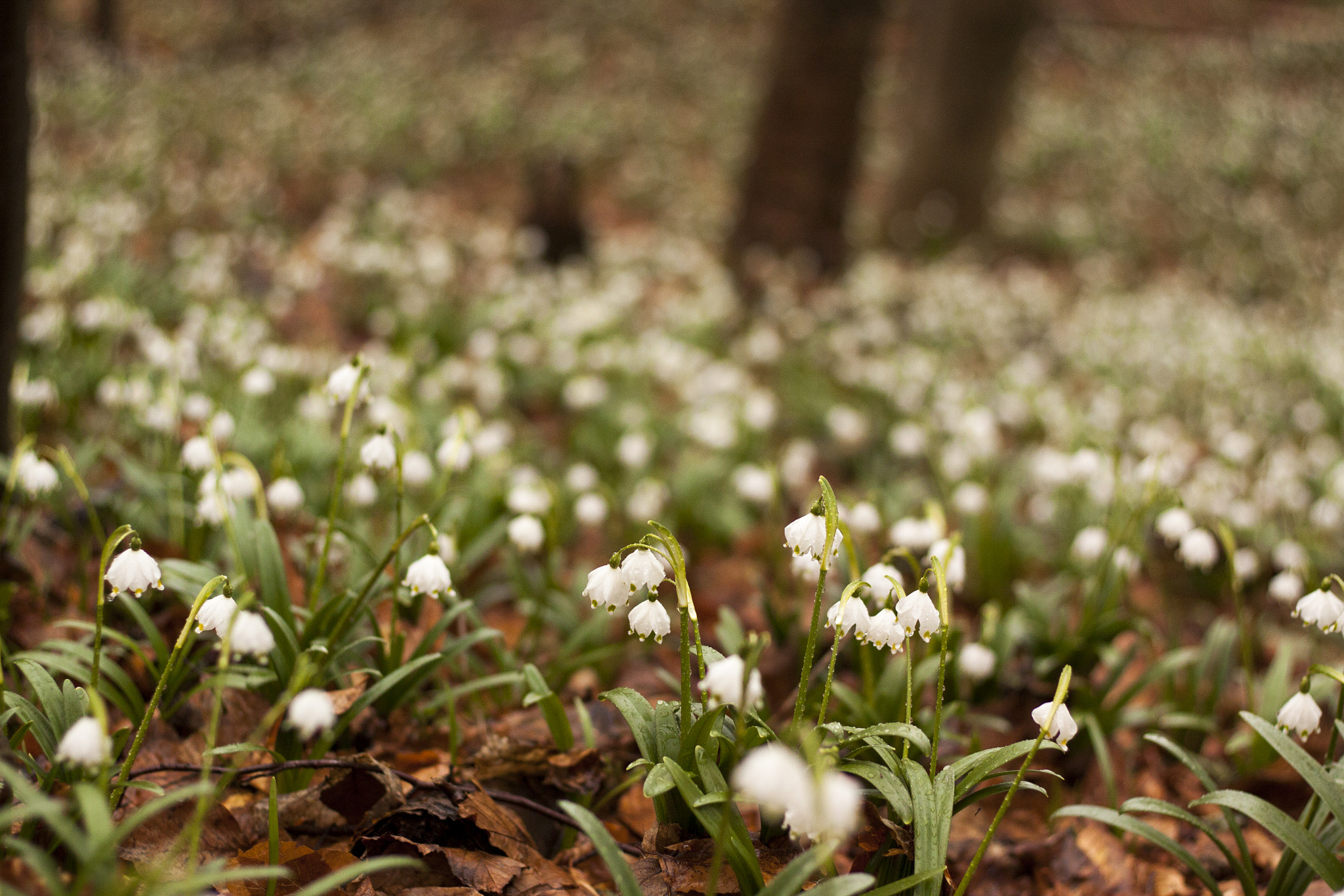 Canon EOS 50D + Canon EF 50mm F1.8 STM sample photo. Snowdrops photography