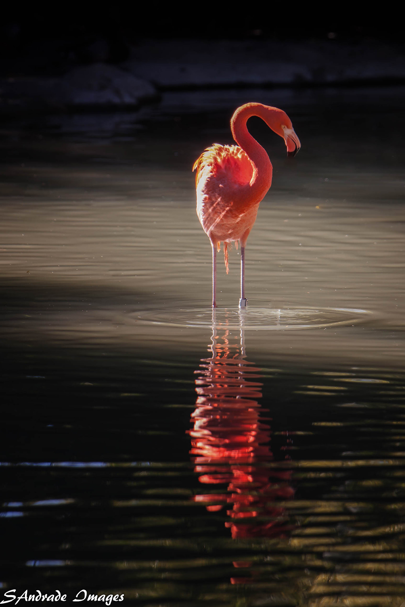 Canon EF 70-200mm F2.8L IS USM sample photo. Bathing in reflections photography