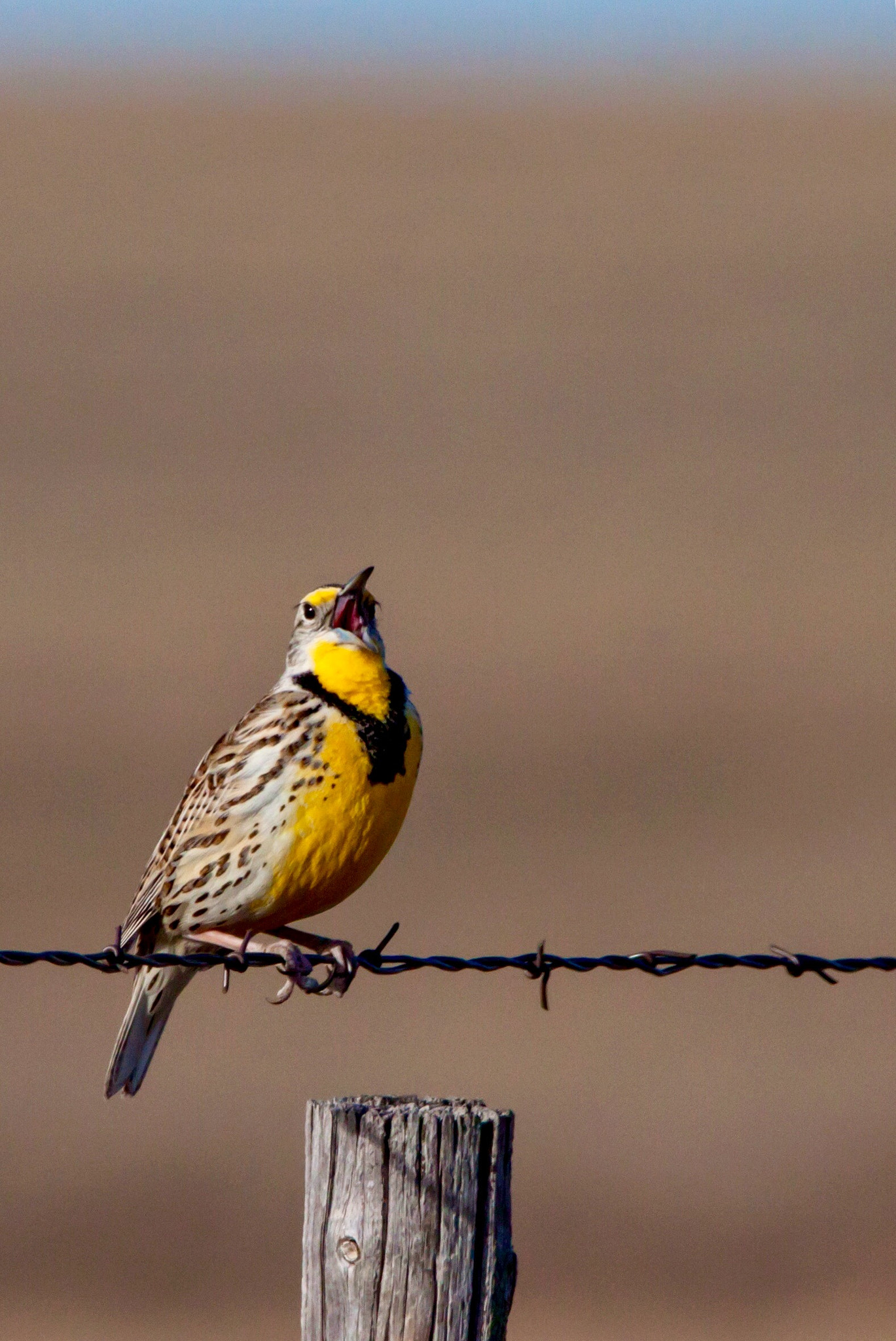 150-600mm F5-6.3 DG OS HSM | Contemporary 015 sample photo. Western meadowlark singing photography