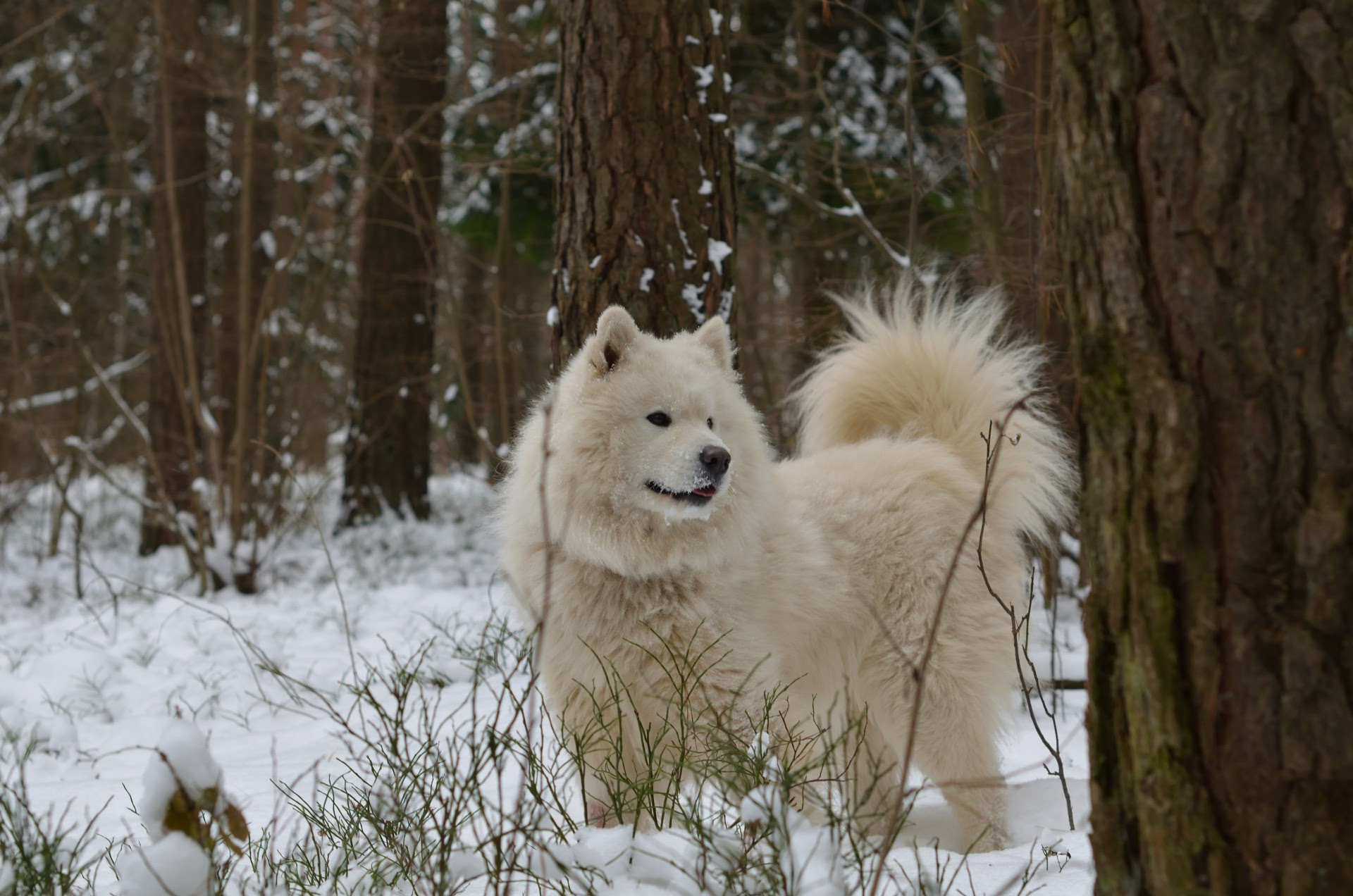 Nikon D5100 + Nikon AF-S Nikkor 50mm F1.4G sample photo. Like a bear photography