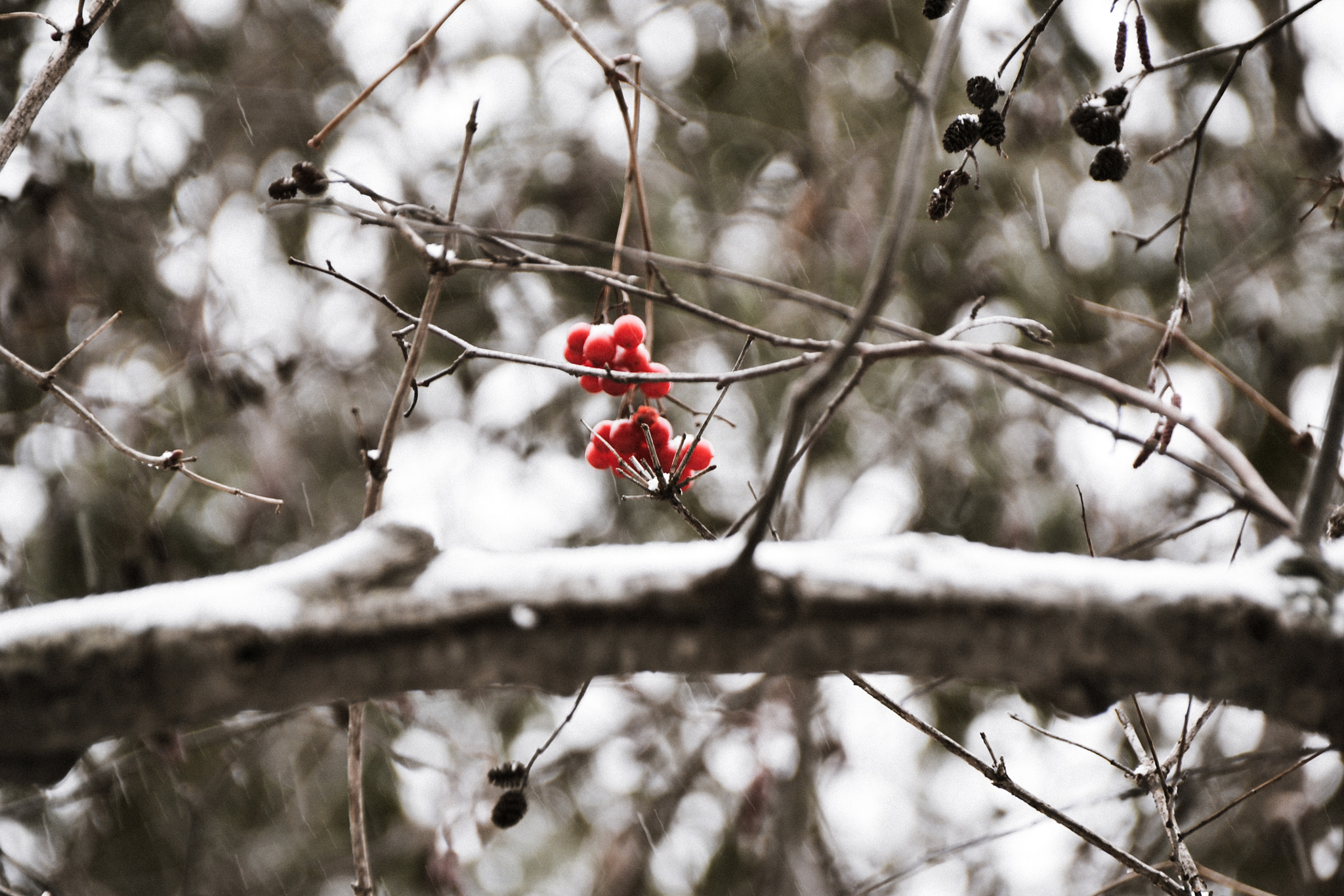 Sigma 18-250mm F3.5-6.3 DC Macro OS HSM sample photo. Hidden beauty photography