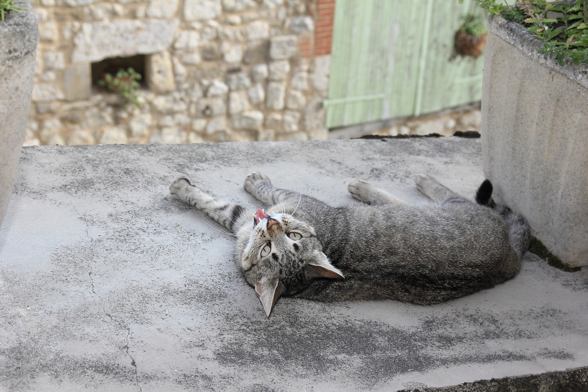 Canon EOS 60D sample photo. Chat joueur photography
