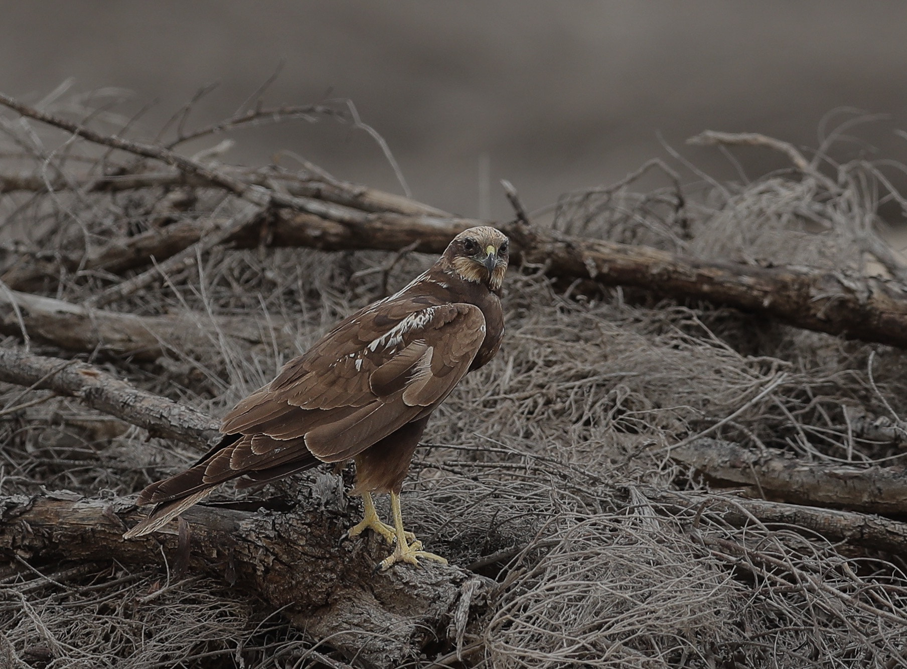 Canon EF 400mm F2.8L IS II USM sample photo. Marsh harrier photography
