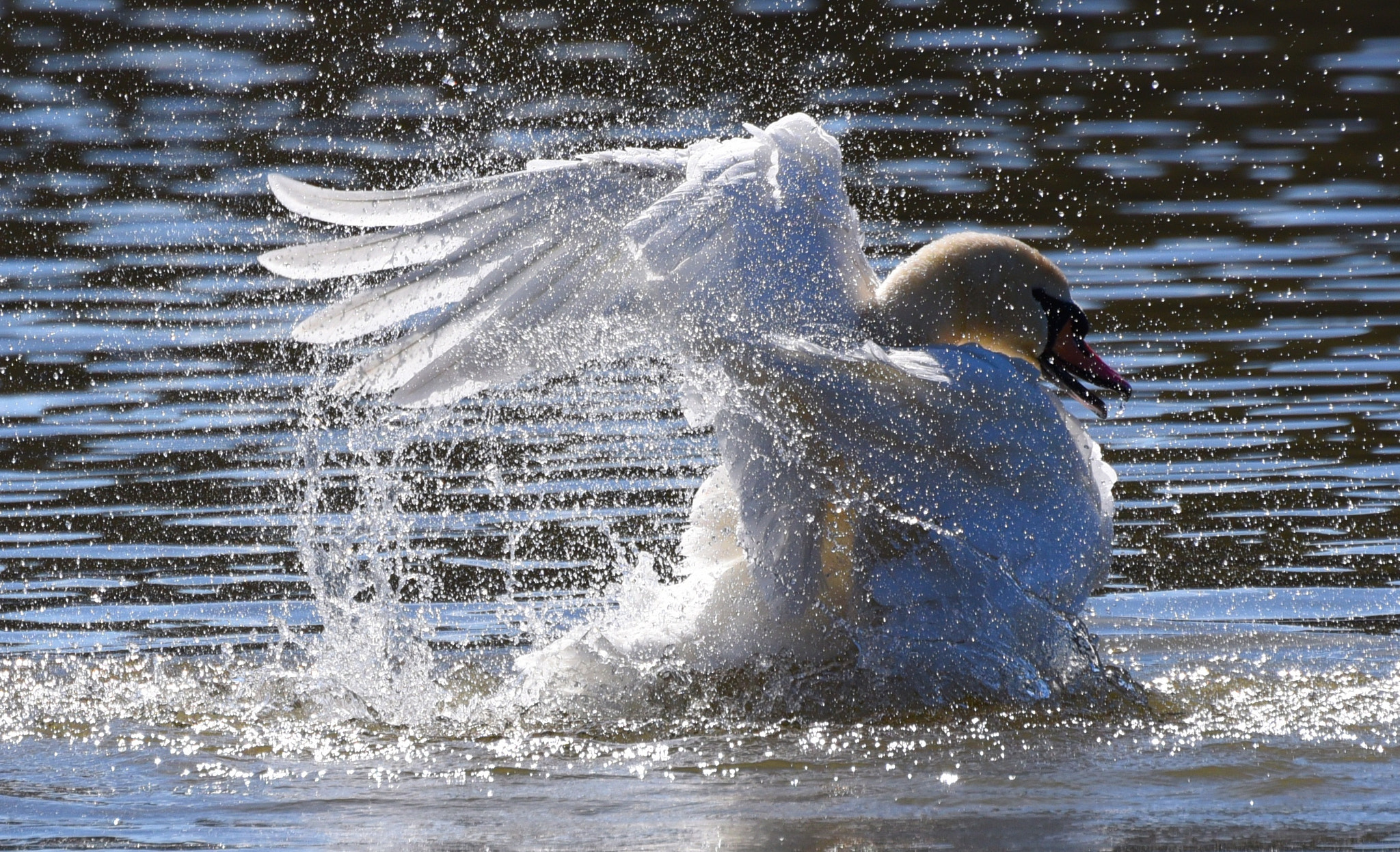 Nikon D750 sample photo. Washing swan photography