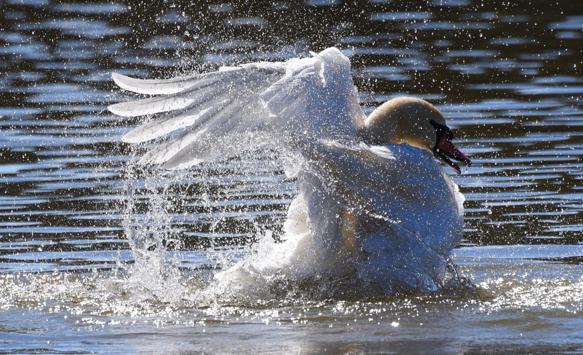 Nikon D750 + Tamron SP 70-300mm F4-5.6 Di VC USD sample photo. Washing swan photography