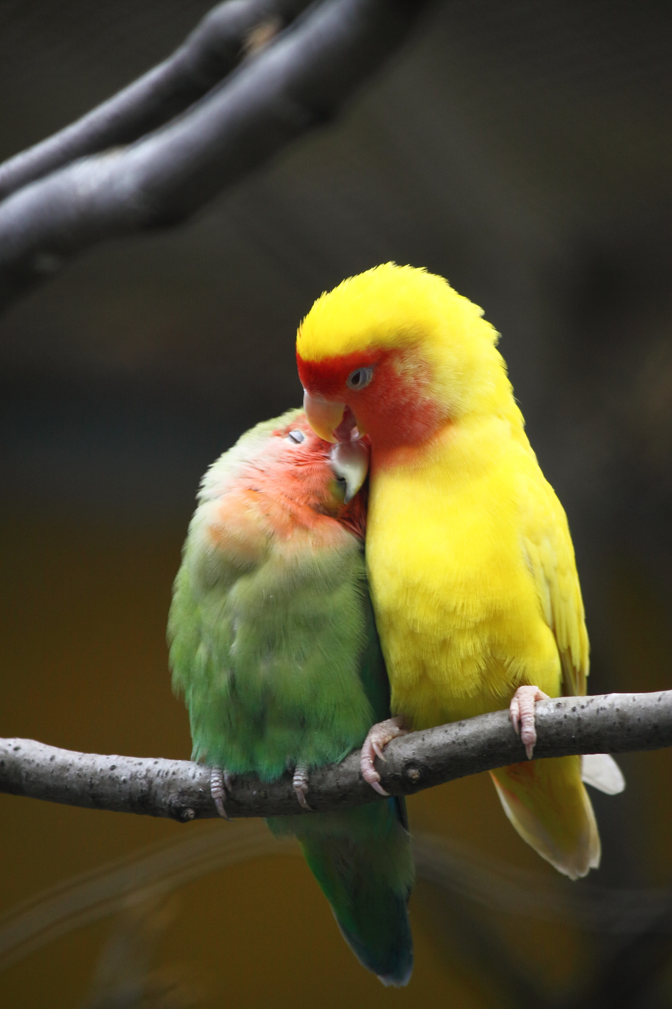Canon EF-S 55-250mm F4-5.6 IS sample photo. Parrots photography