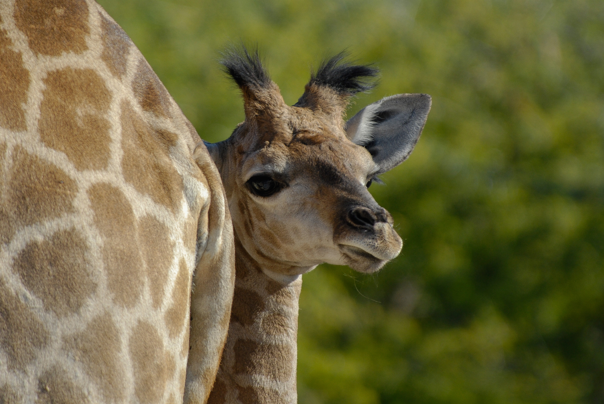 Nikon D200 sample photo. Baby giraffe (etosha national park) photography
