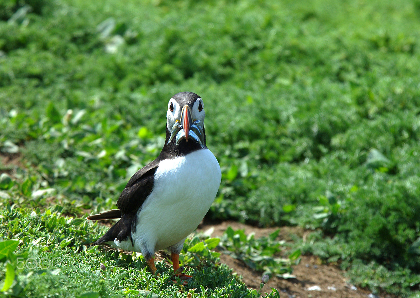 Nikon D2Xs sample photo. Skomer photography