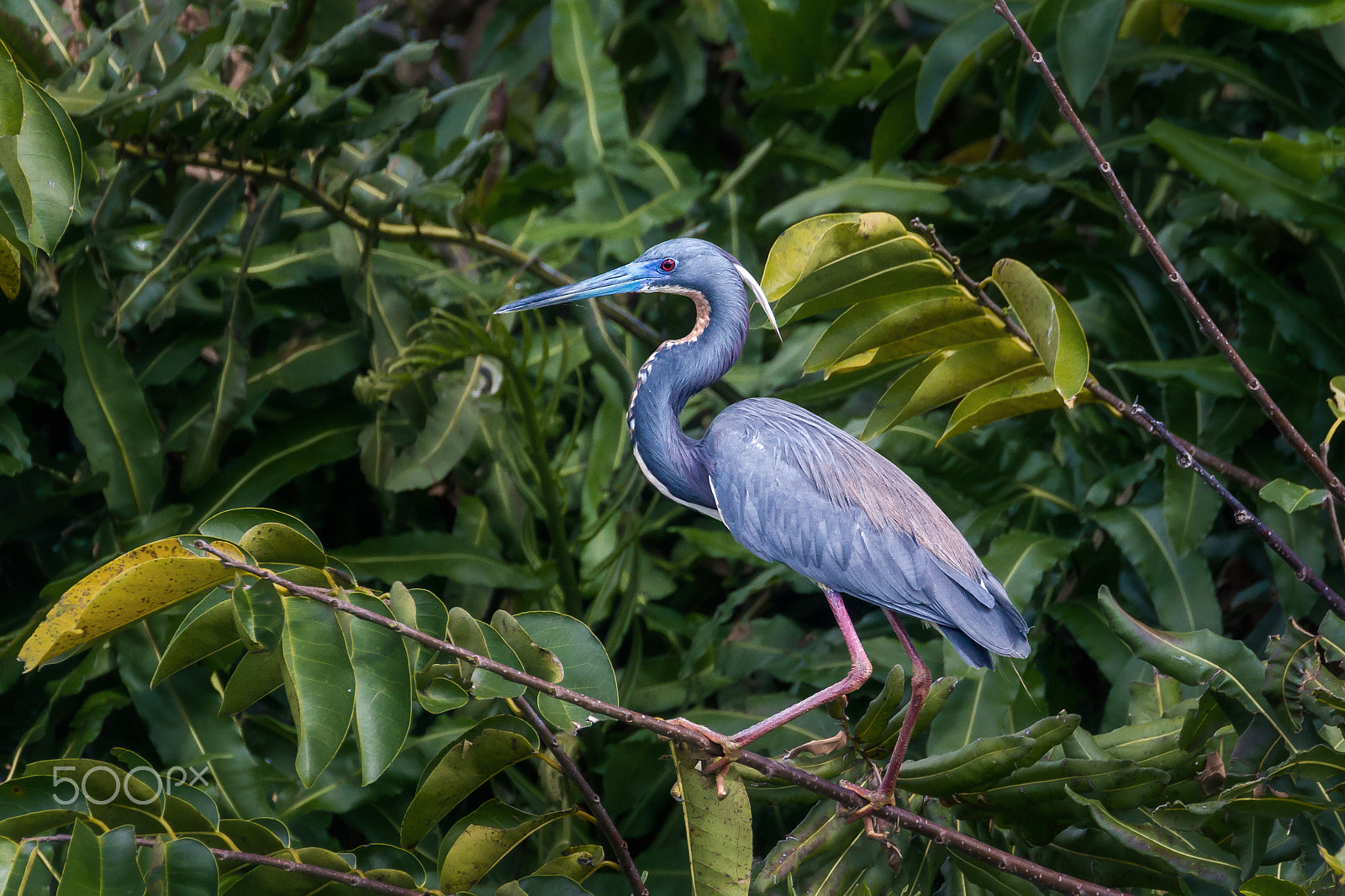 Canon EF 70-300mm F4-5.6L IS USM sample photo. Tricolored heron photography