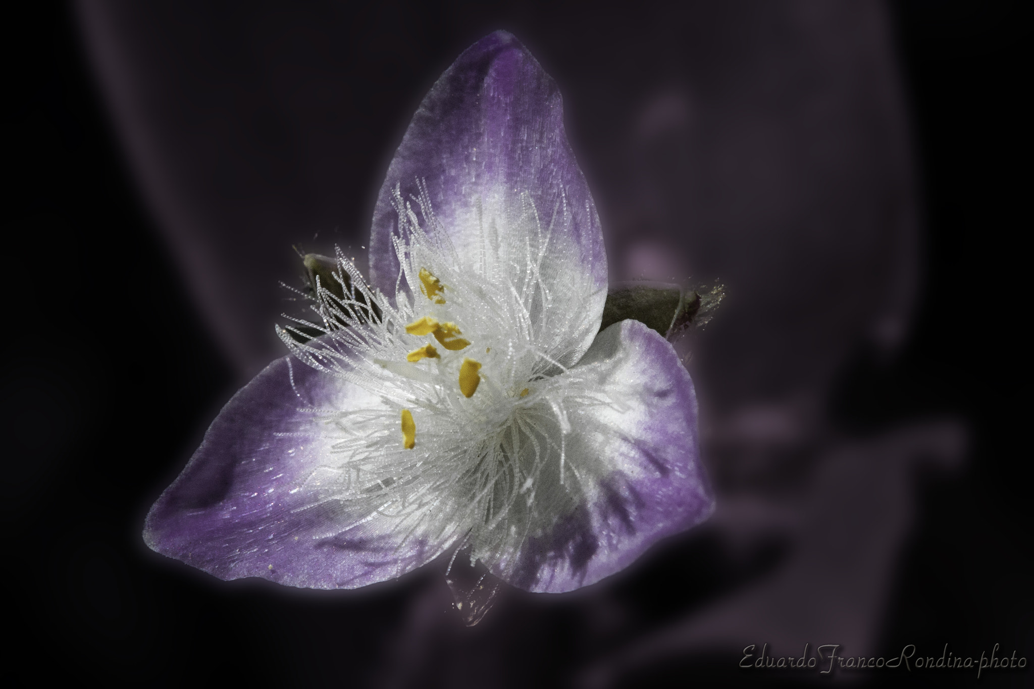 Canon EF-S 60mm F2.8 Macro USM sample photo. Etheral violet photography