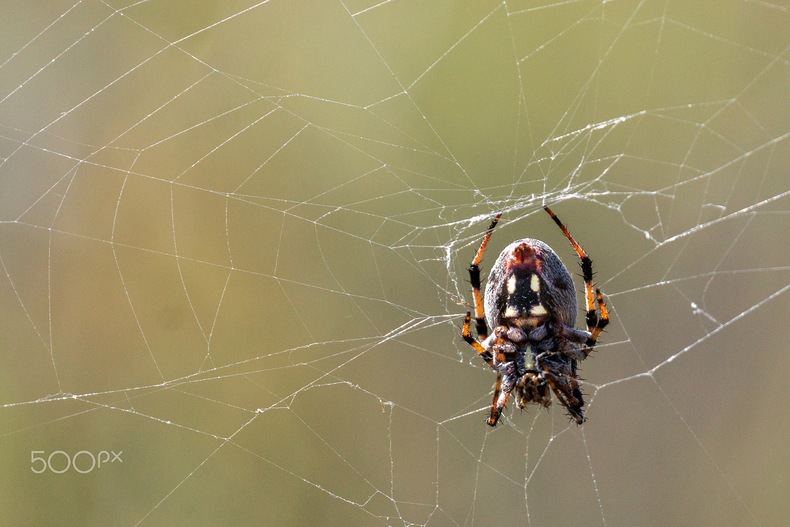 Sony 70-300mm F4.5-5.6 G SSM sample photo. An orb weaver spider on web photography