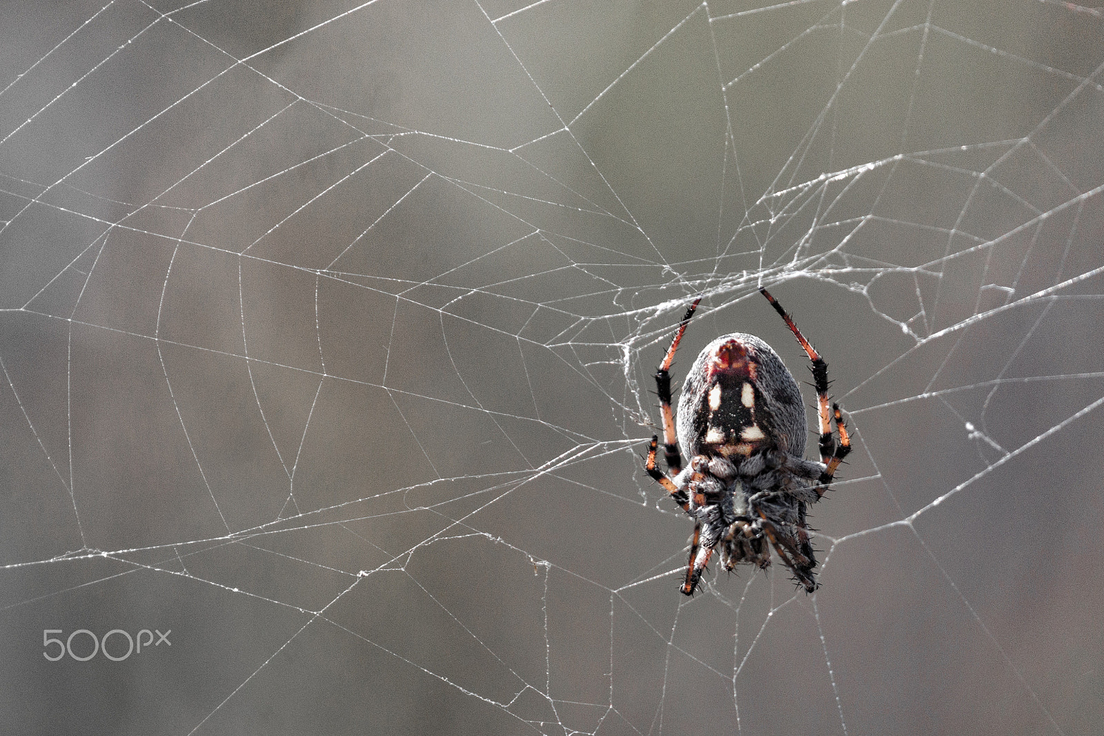 Sony 70-300mm F4.5-5.6 G SSM sample photo. An orb weaver spider on web. photography
