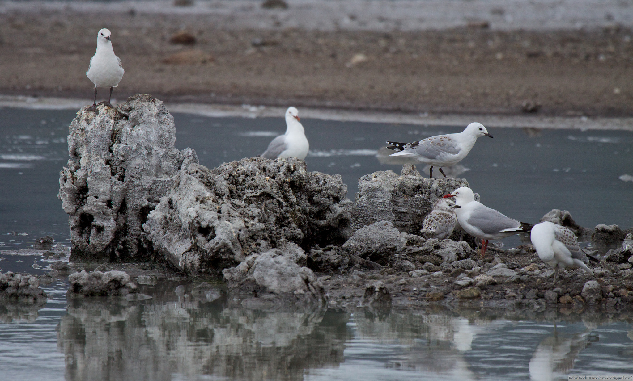 Canon EOS 50D + Canon EF 100-400mm F4.5-5.6L IS USM sample photo. New zealand - gulls photography