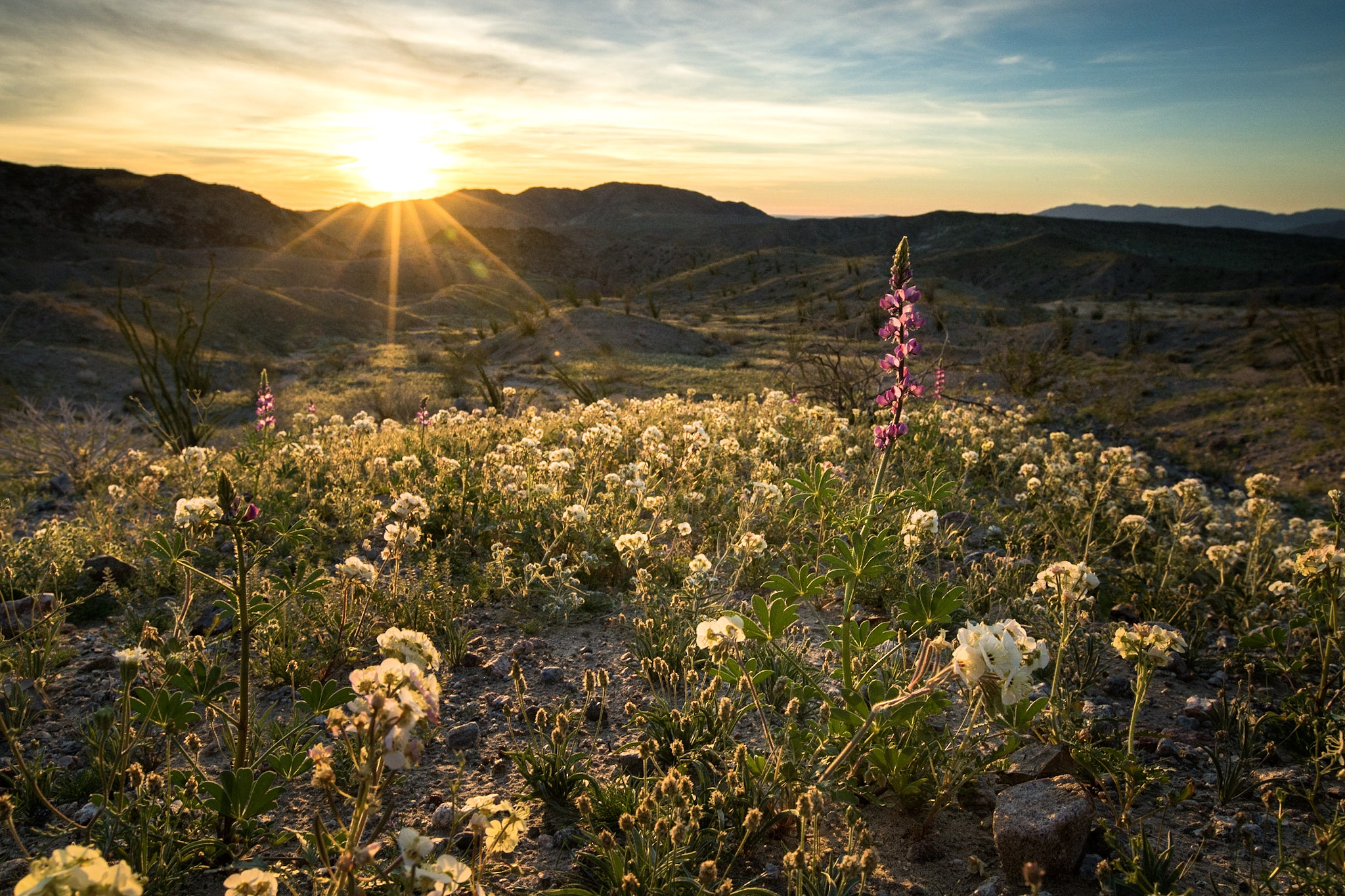 Sony a7R II + Canon EF 16-35mm F2.8L II USM sample photo. Superbloom photography
