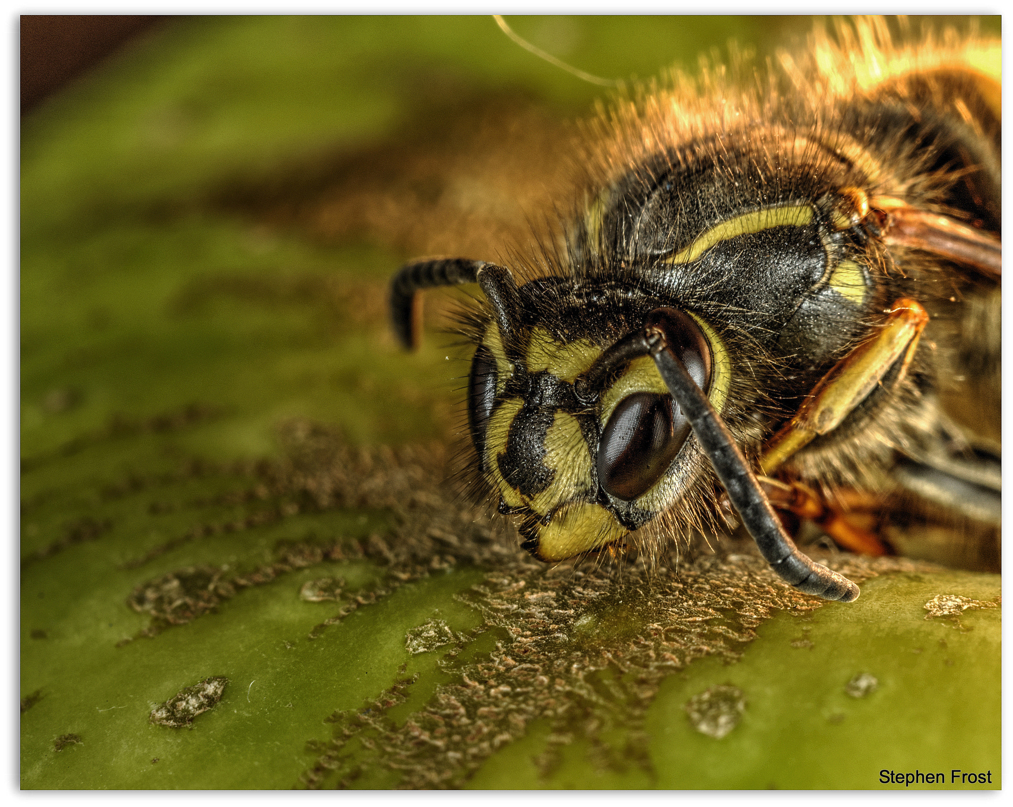 Olympus PEN E-PL5 sample photo. A journey into photo stacking : the wasp photography