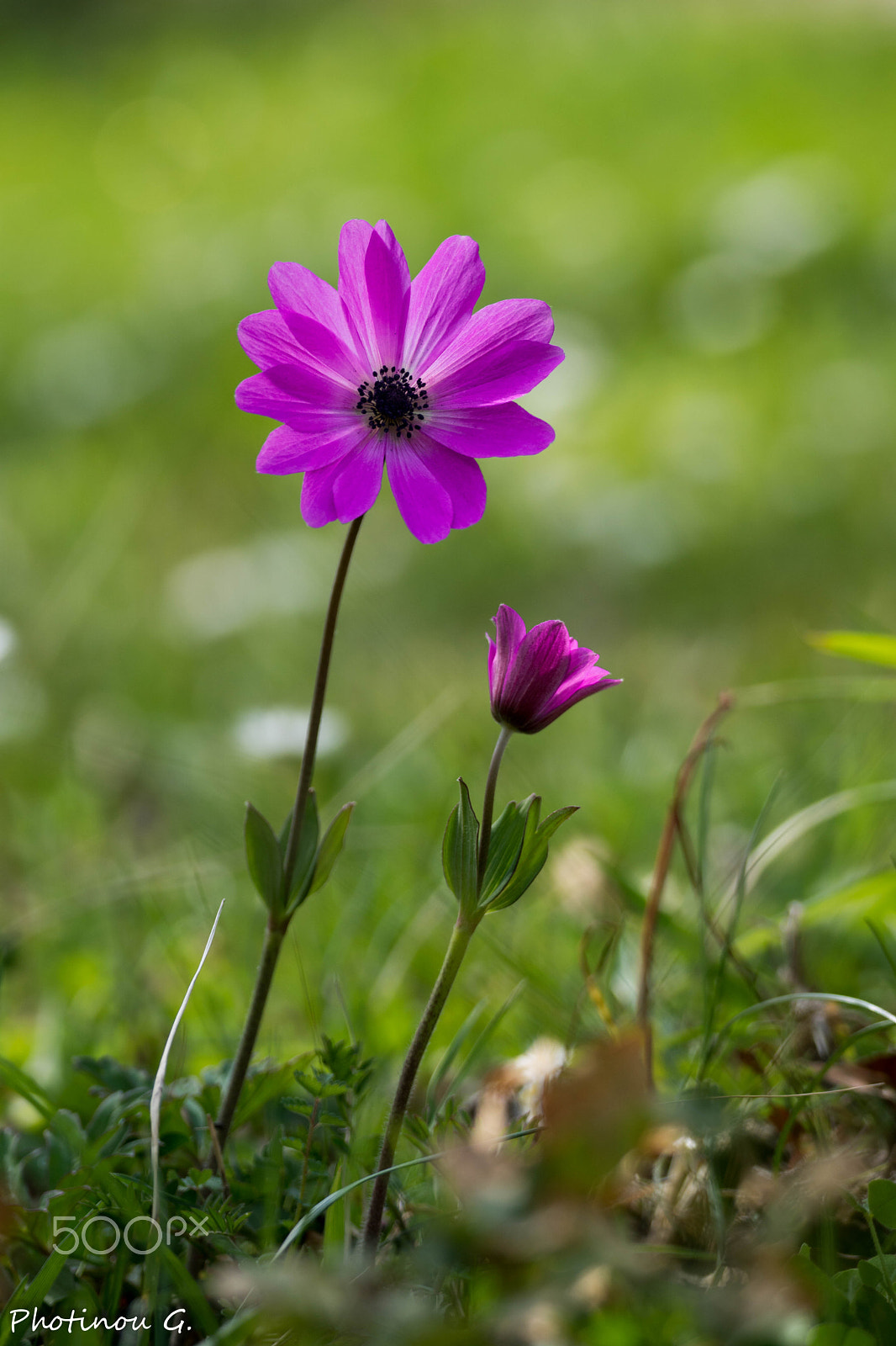 Sony 70-300mm F4.5-5.6 G SSM II sample photo. Anemones photography