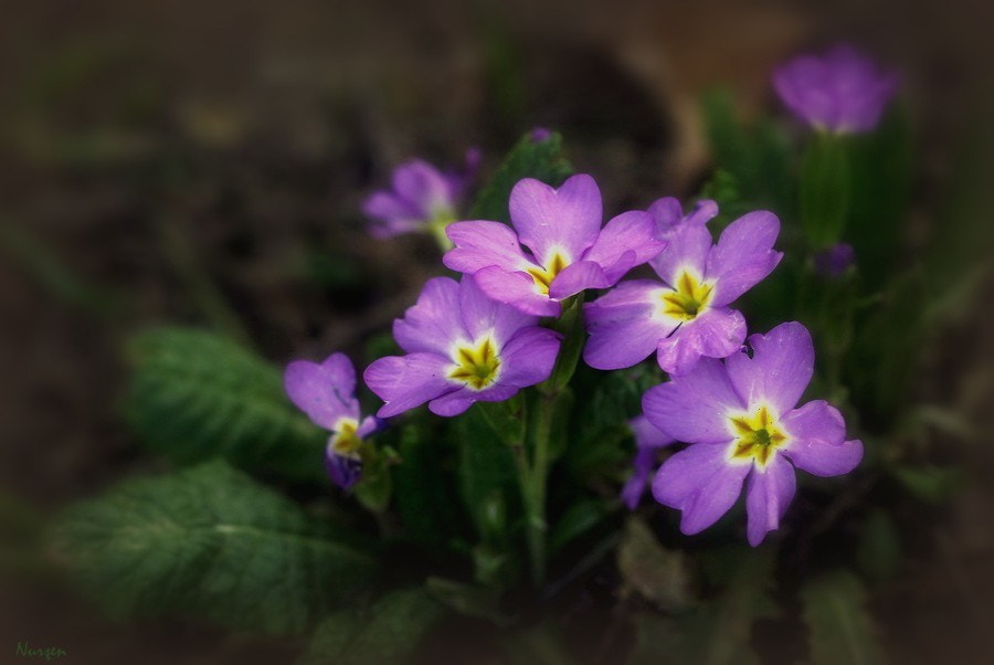Canon EF 100mm F2.8L Macro IS USM sample photo. Purple photography