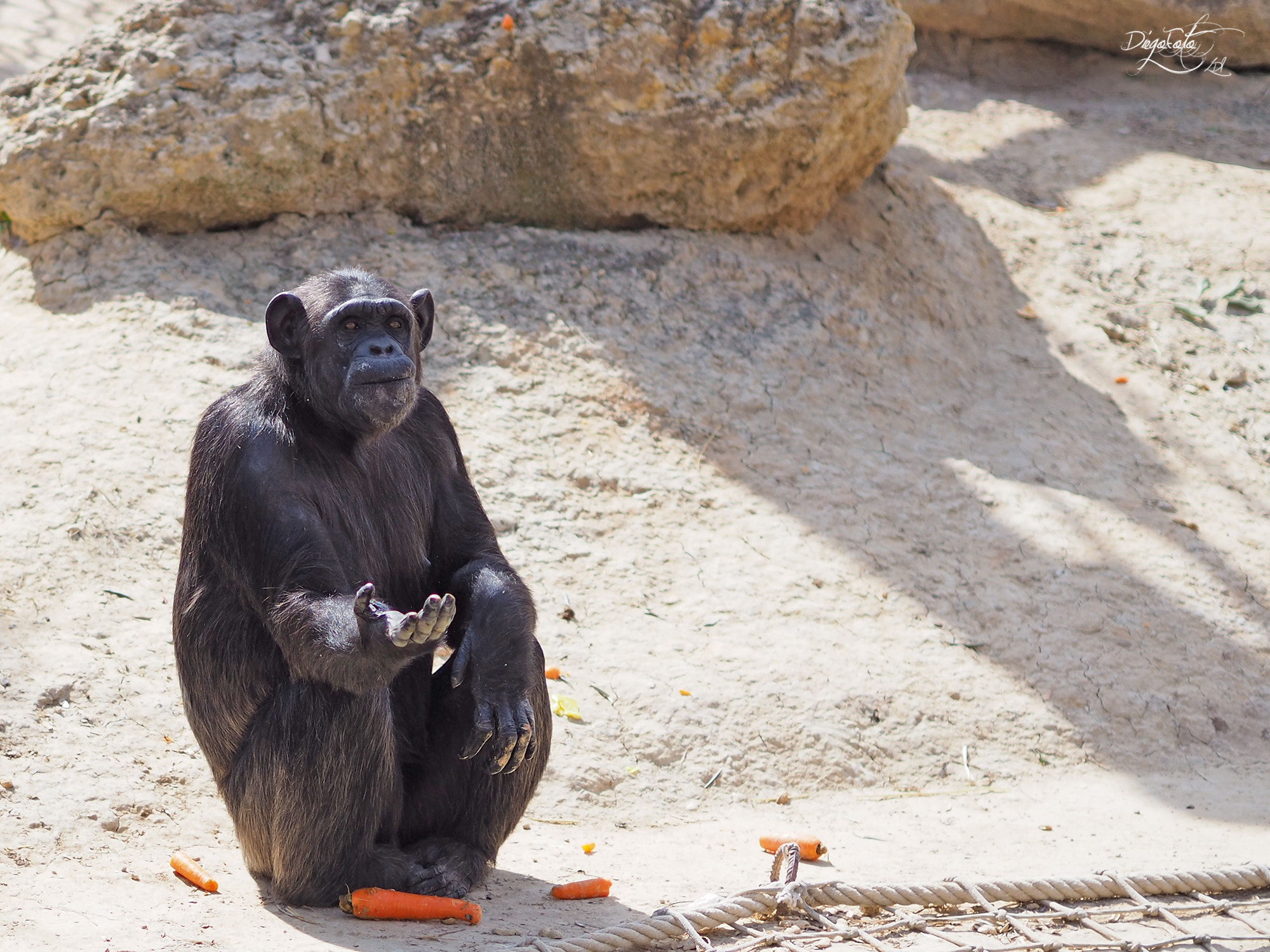 Olympus OM-D E-M10 II + Olympus M.Zuiko Digital 45mm F1.8 sample photo. Chimpancé común (pan troglodytes) photography
