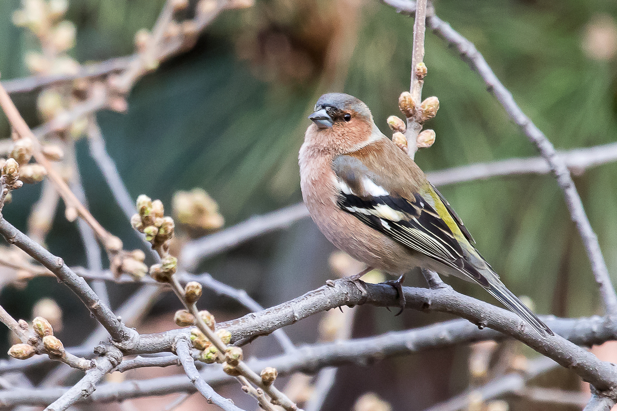 Canon EOS 80D + Canon EF 100-400mm F4.5-5.6L IS USM sample photo. Pinson photography