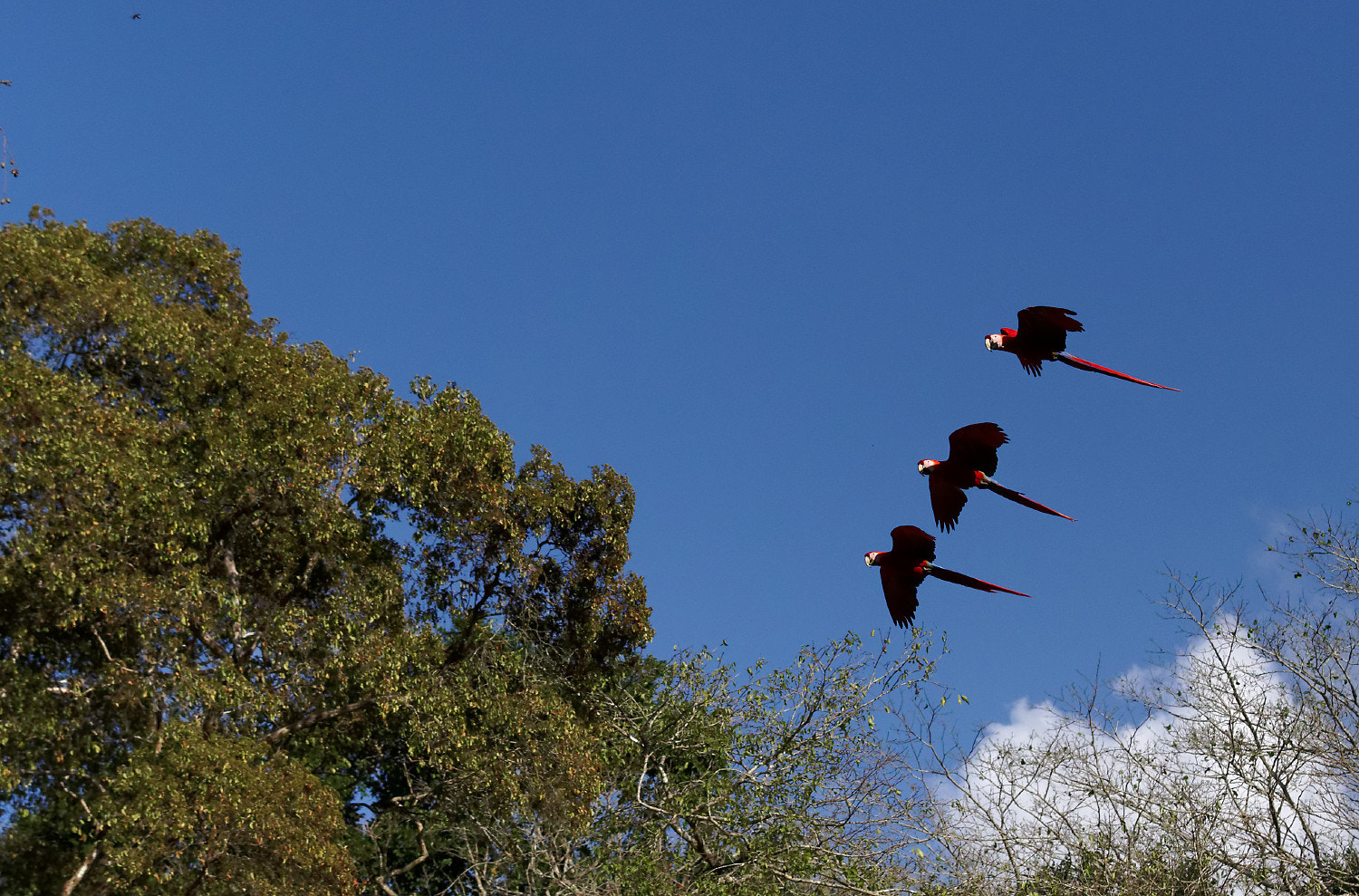 Canon EF 70-200mm F4L IS USM sample photo. Formation flight photography