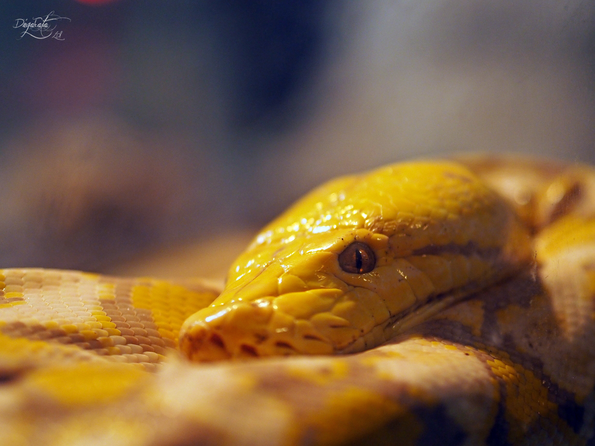 Olympus OM-D E-M10 II sample photo. Pitón birmana (malayopython reticulatus) albina photography